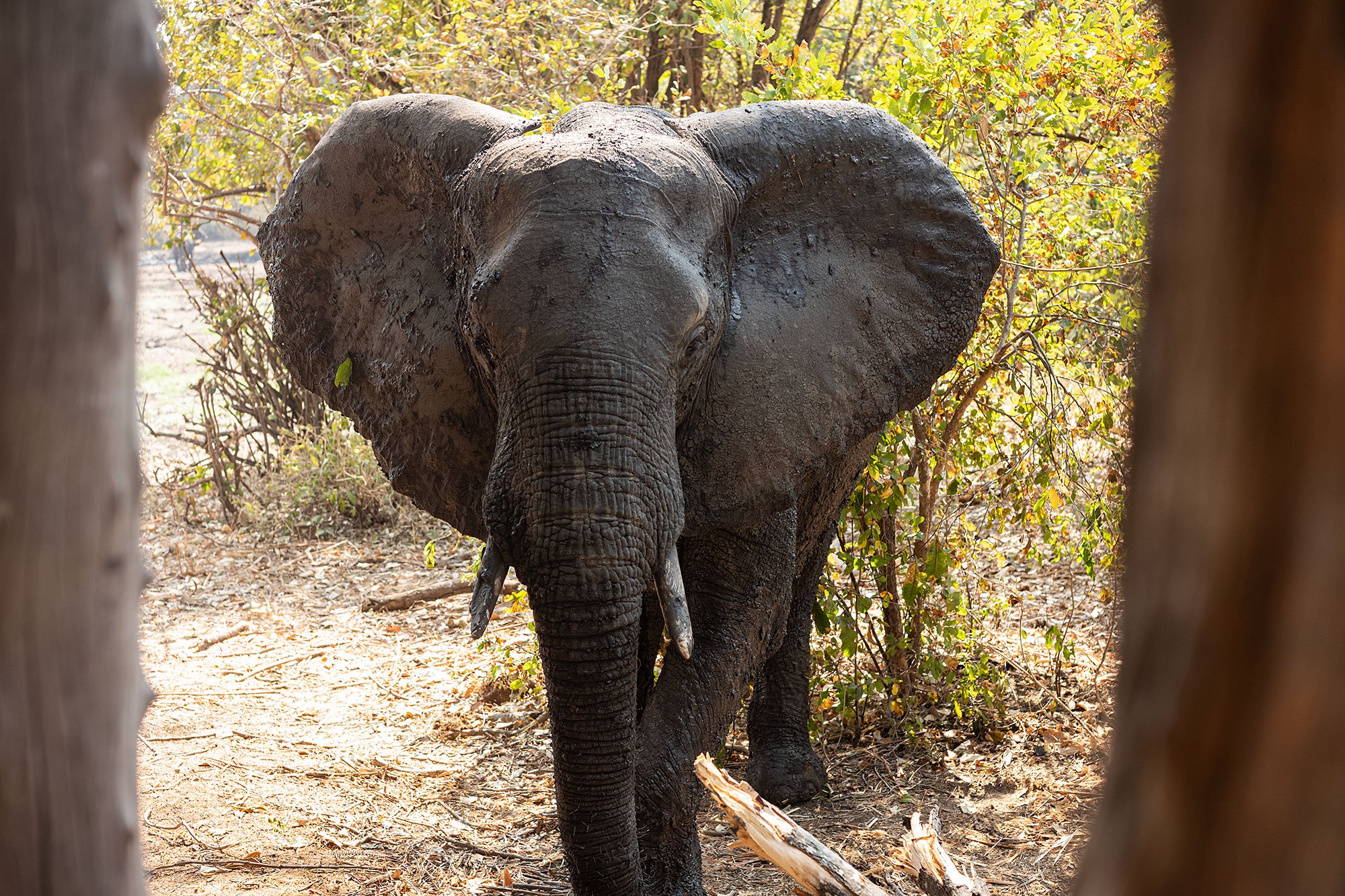 Elephants at Kanga Camp. Mana Pools, Zimbabwe.