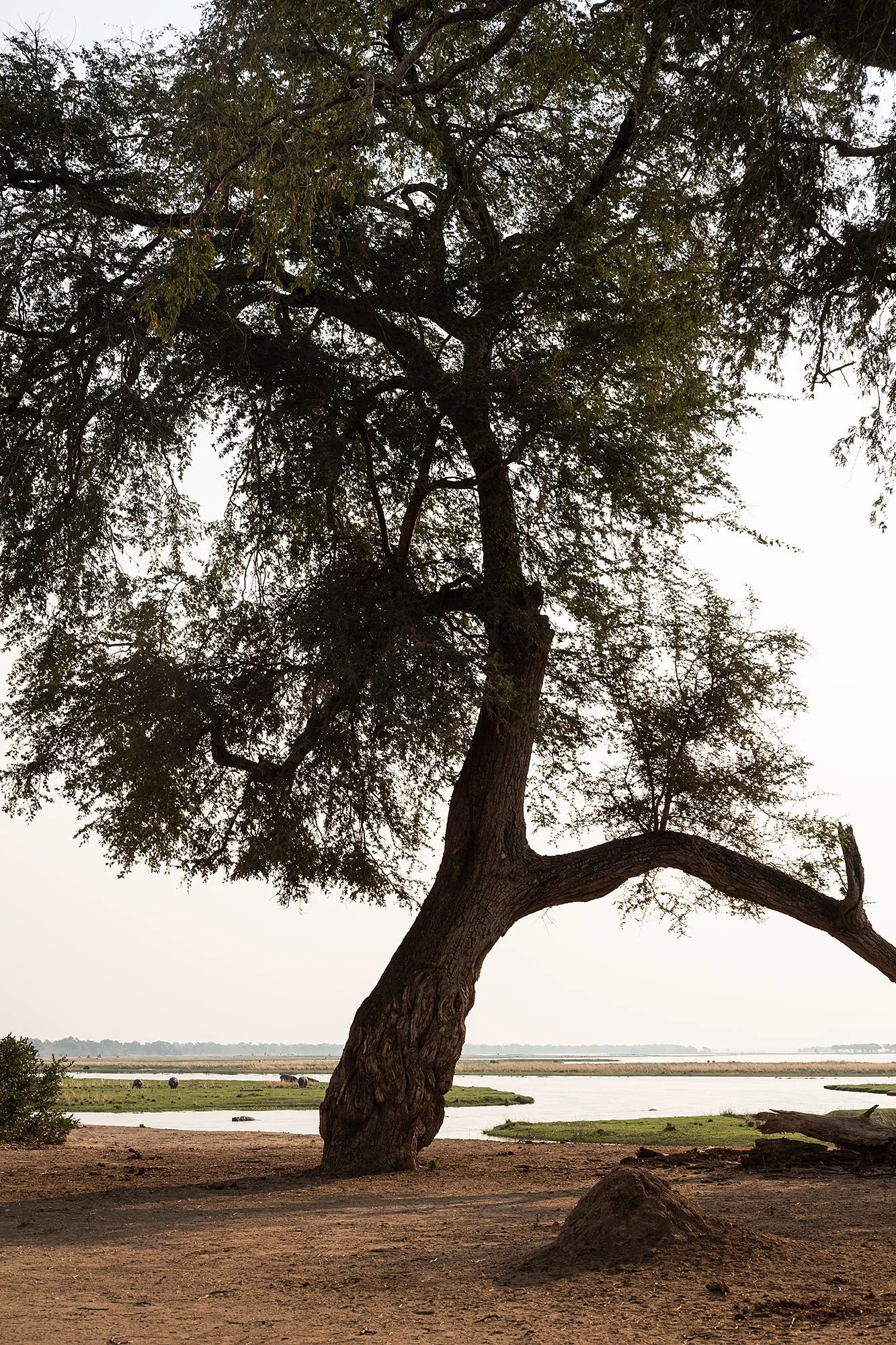 Mana Pools, Zimbabwe.