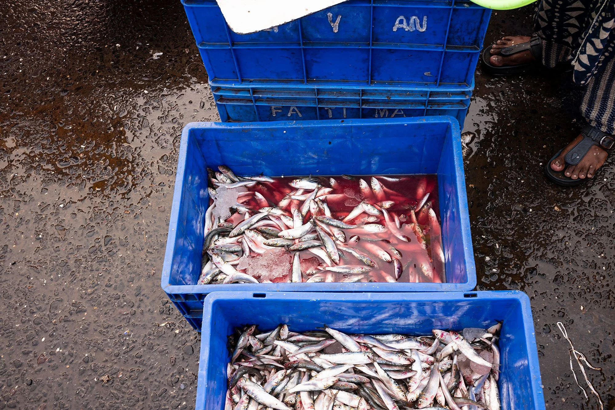 Sassoon dock jetty. Mumbai, India.