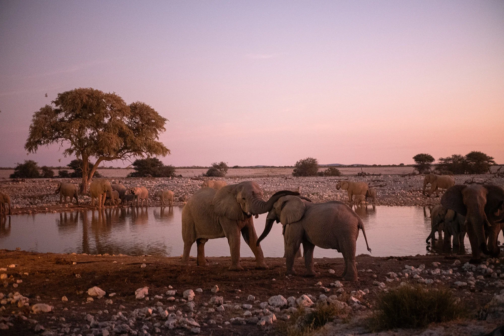 Elephant greetings at the Okaukuejo waterhole. Etosha National Park, Namibia.