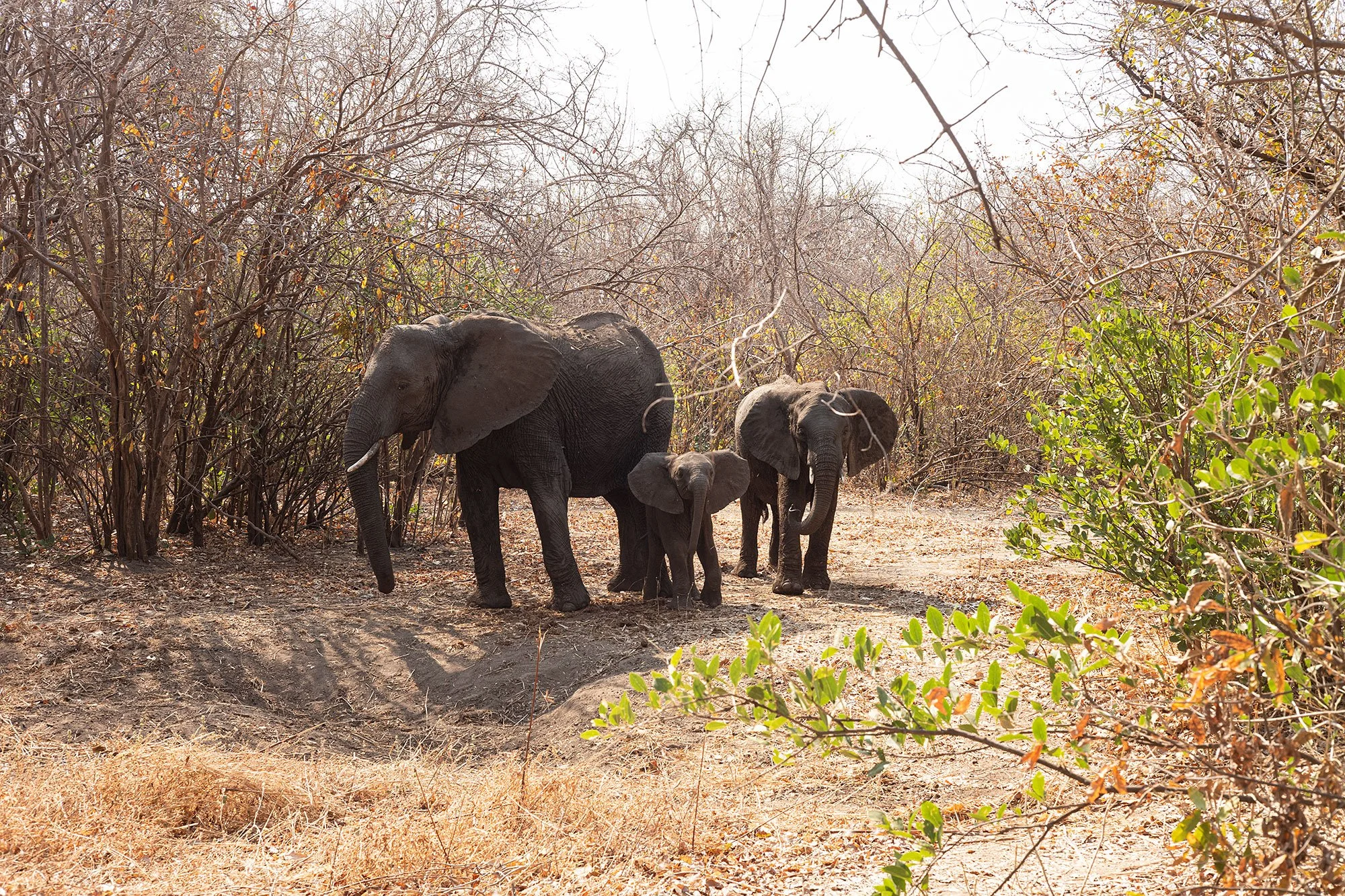 Elephants at Kanga Camp. Mana Pools, Zimbabwe.