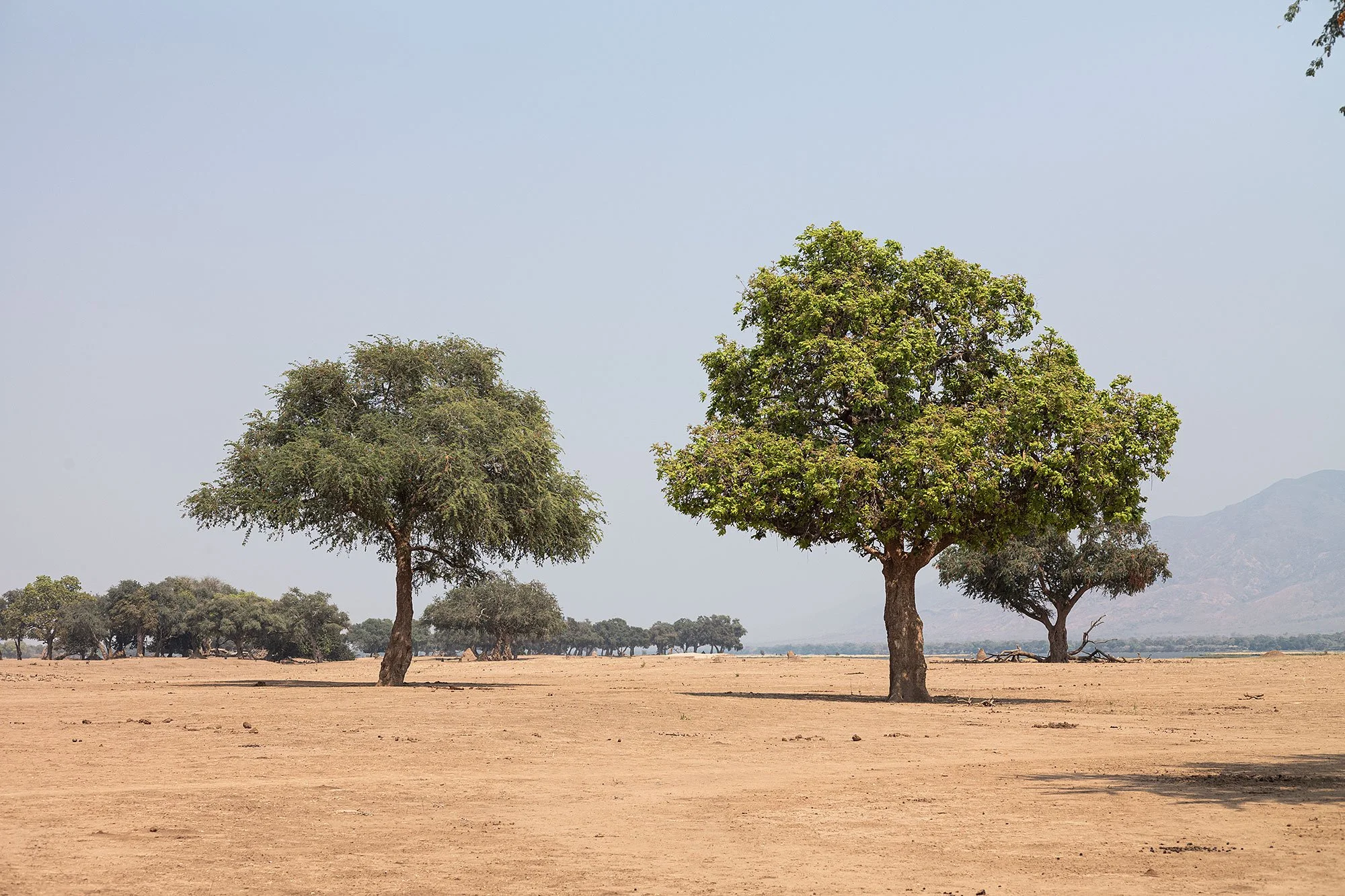 Mana Pools, Zimbabwe.