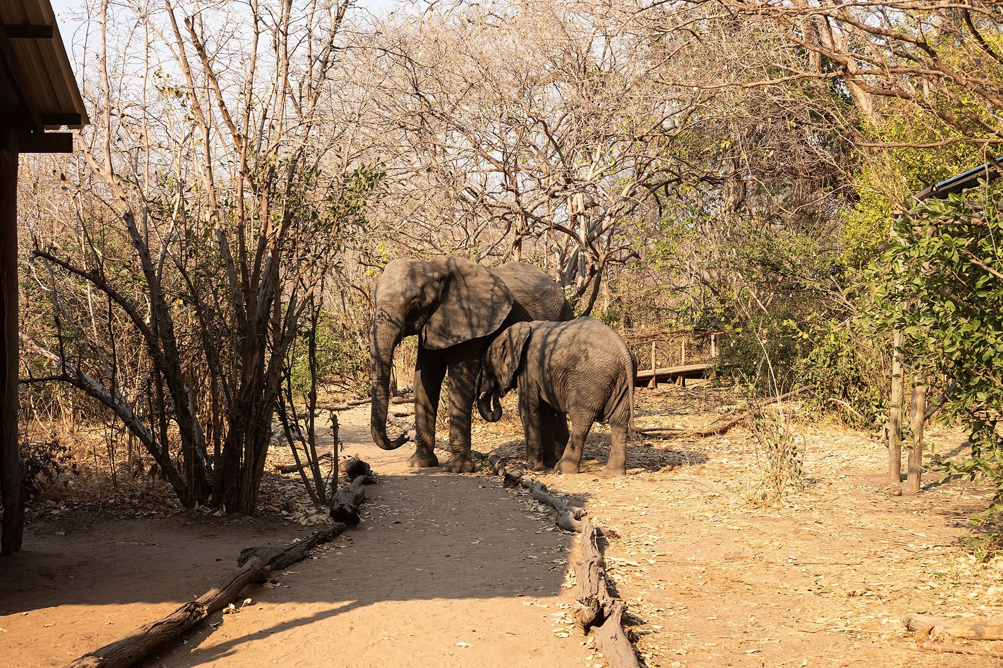 Elephants at Kanga Camp. Mana Pools, Zimbabwe.