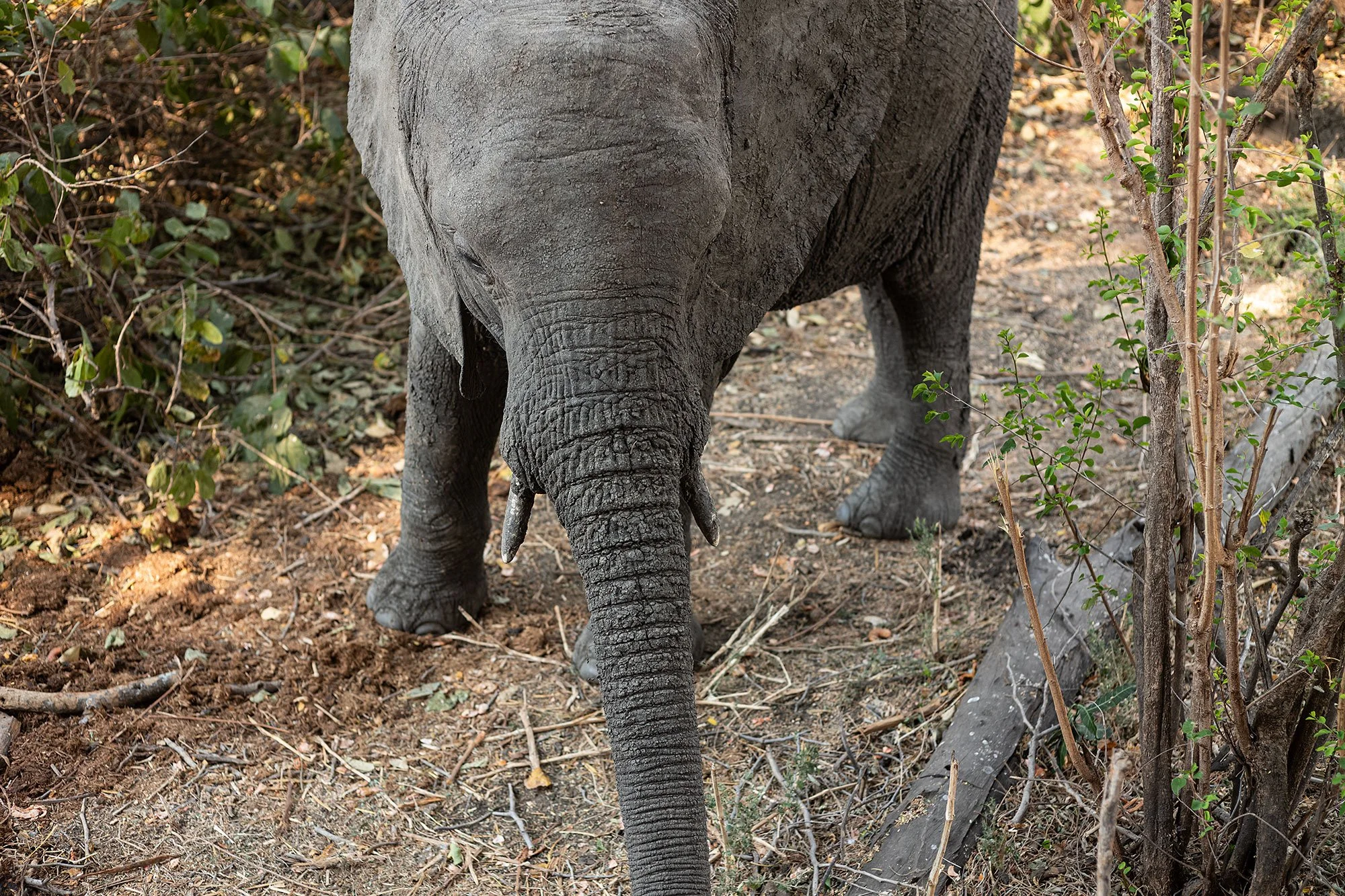 Elephants at Kanga Camp. Mana Pools, Zimbabwe.