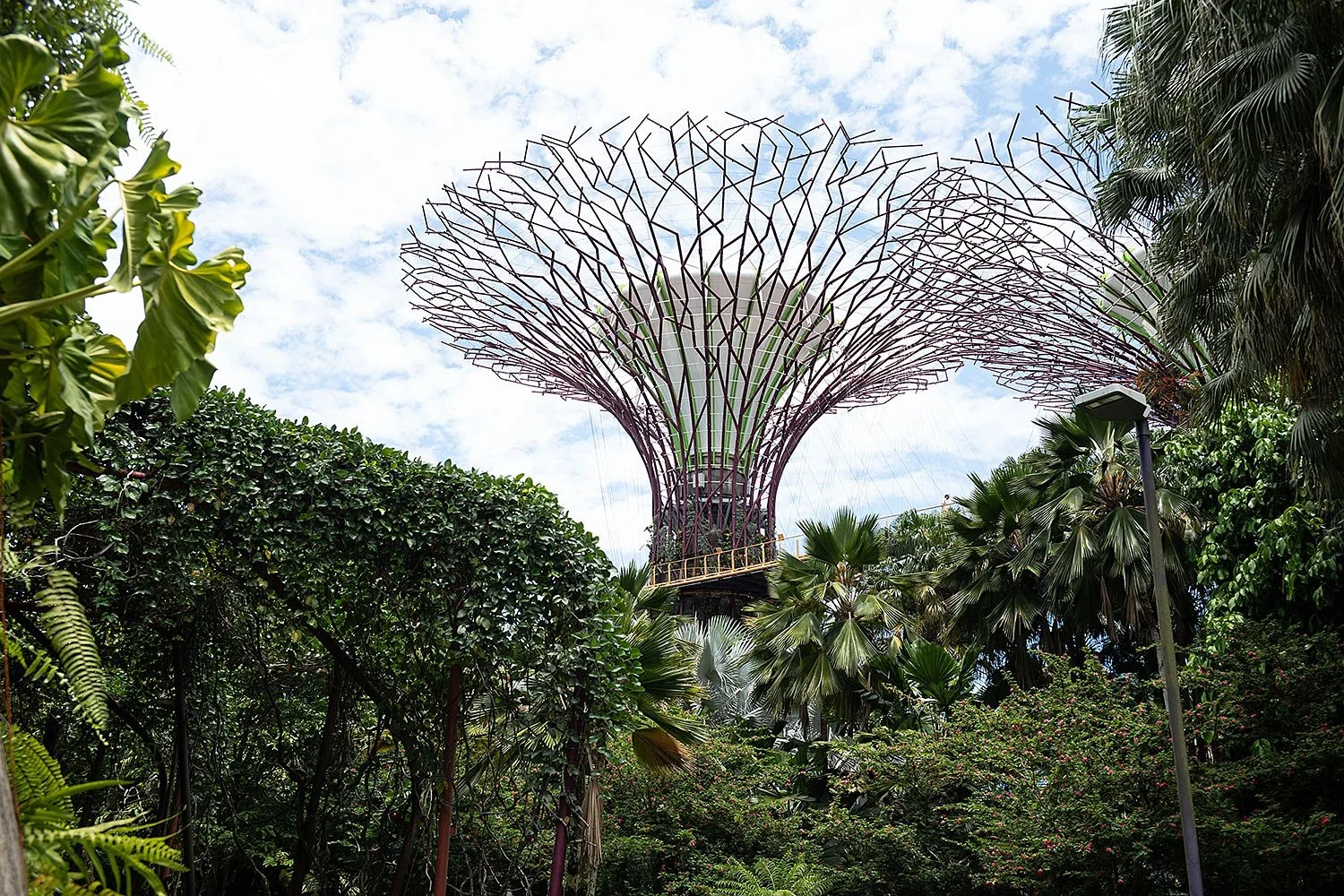 Supertree Grove. Gardens by the Bay, Singapore.