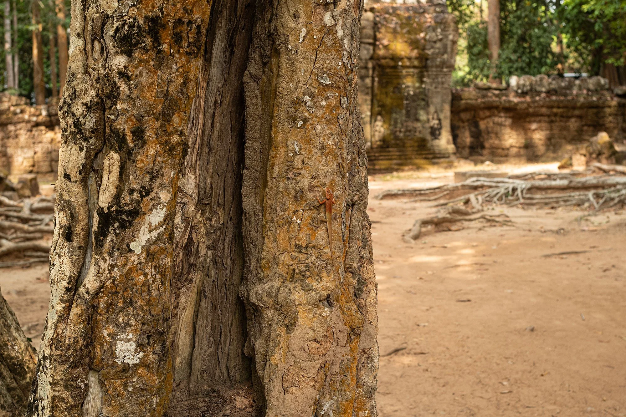Lizard. Ta Som. Angkor, Cambodia.