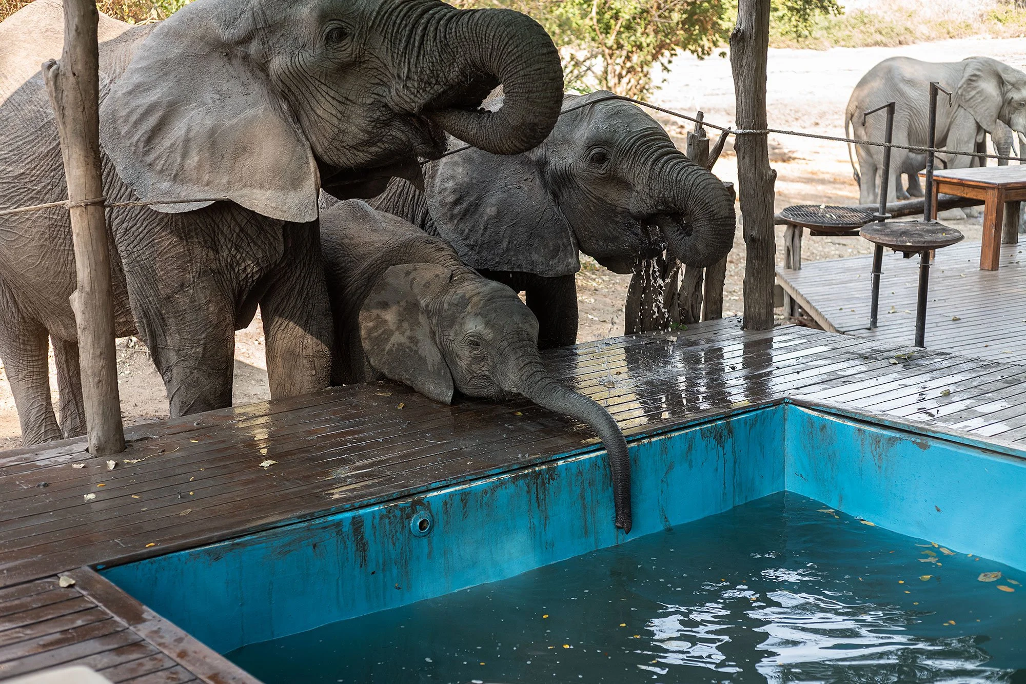 Elephants at Kanga Camp. Mana Pools, Zimbabwe.