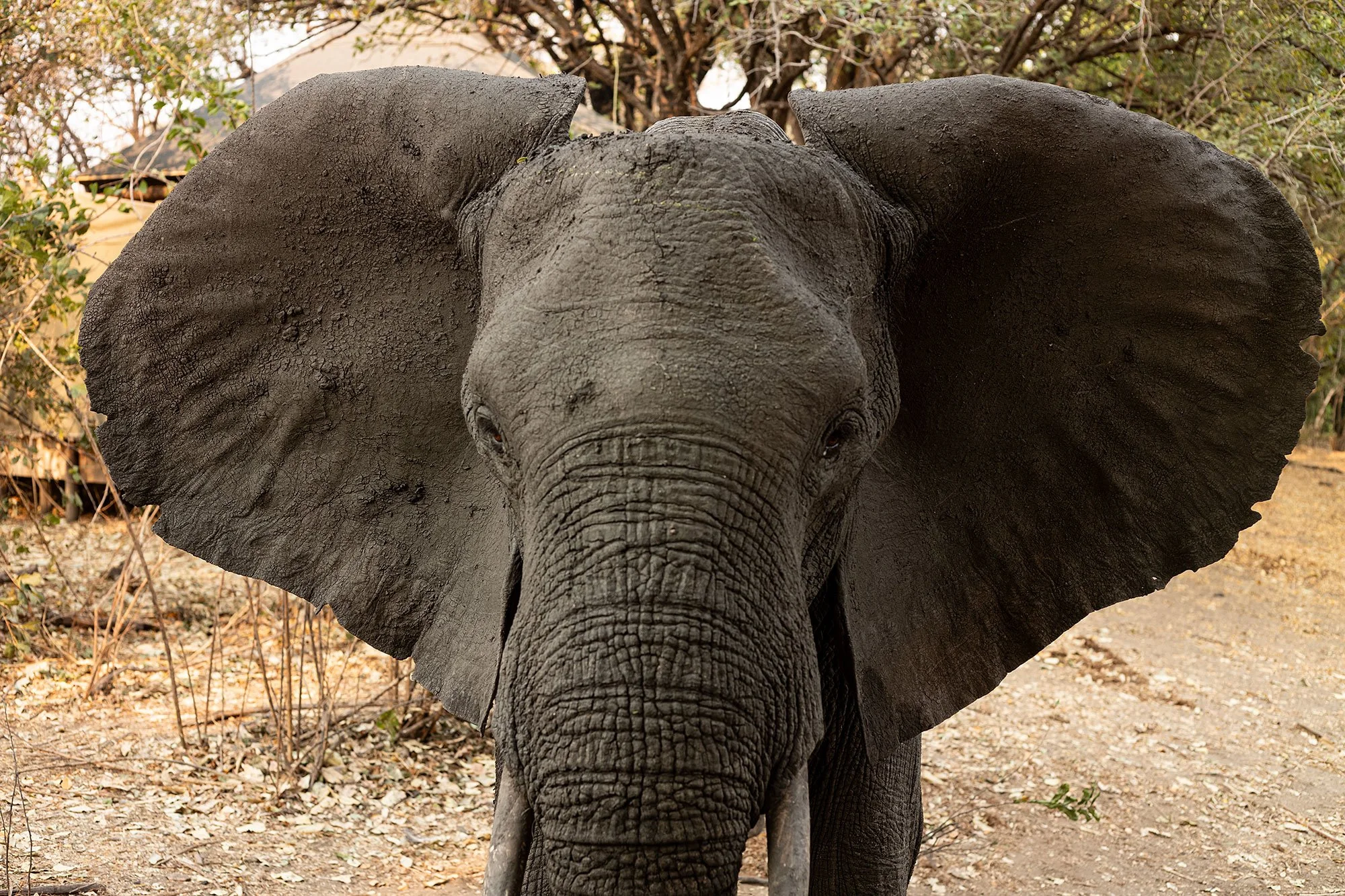 Elephants. Mana Pools, Zimbabwe.