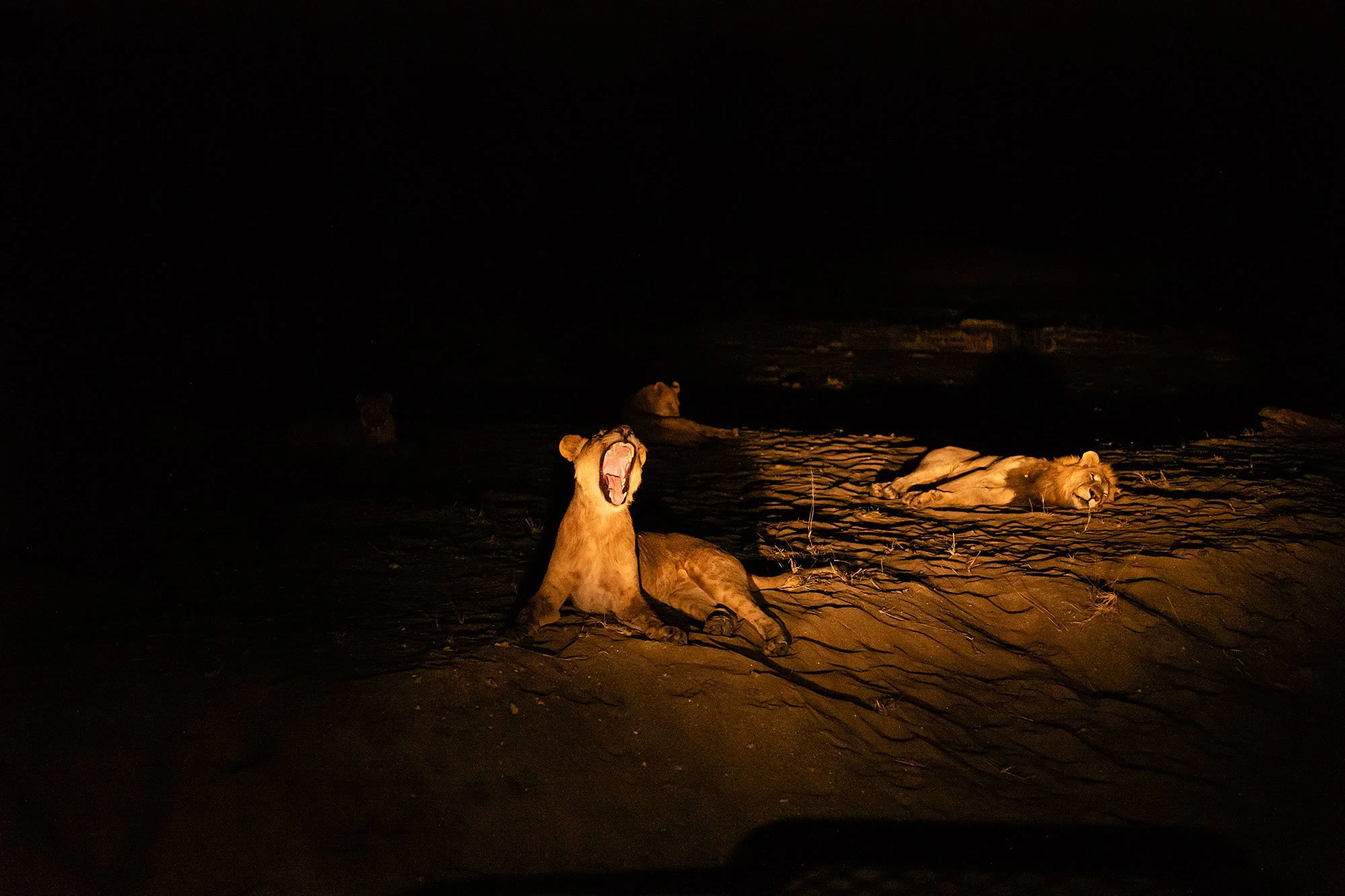 Lions. Mana Pools, Zimbabwe.