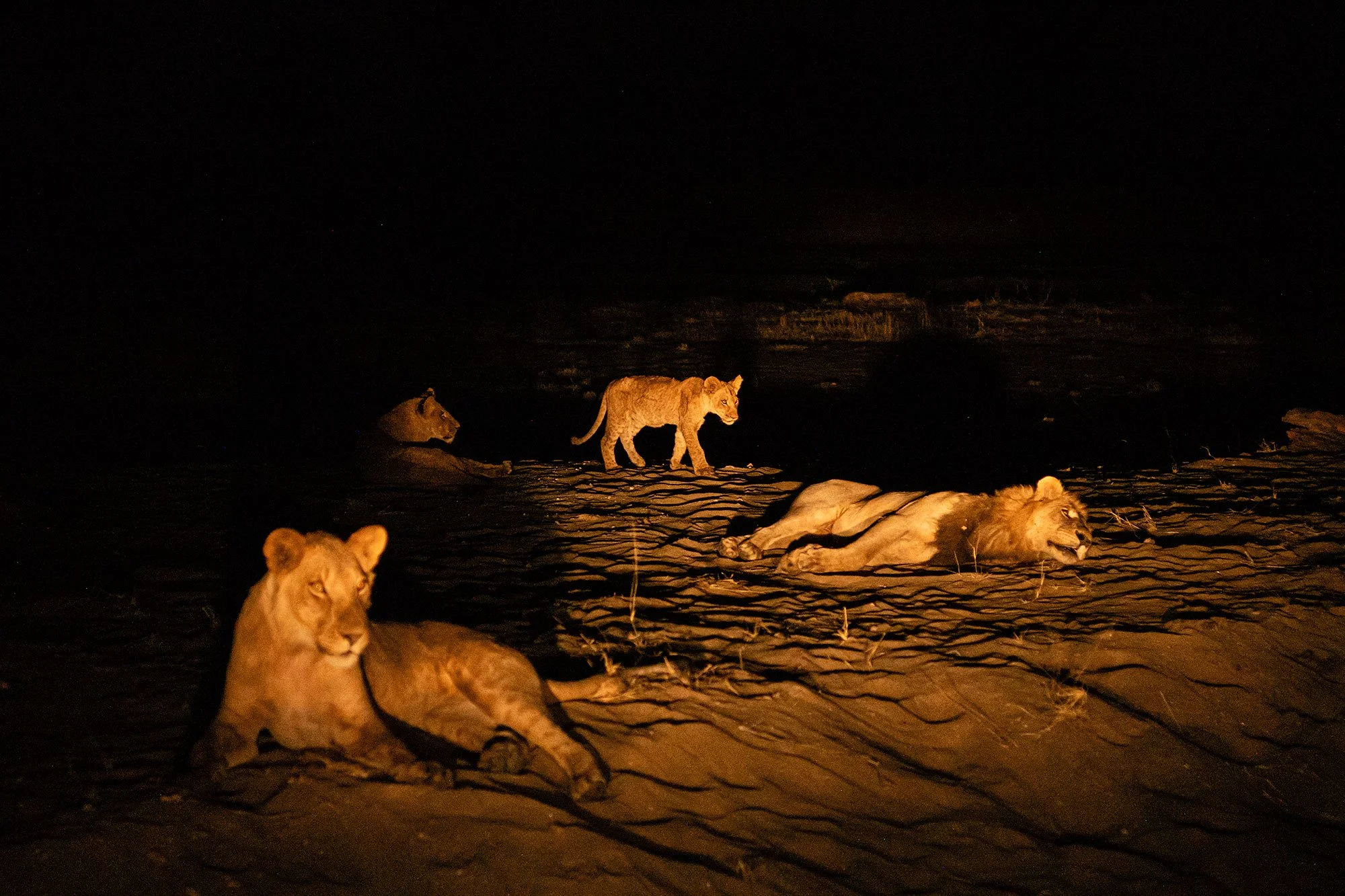 Lions. Mana Pools, Zimbabwe.
