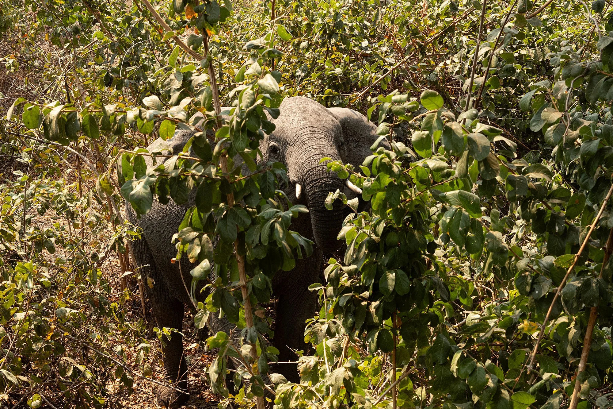 Mana Pools, Zimbabwe.