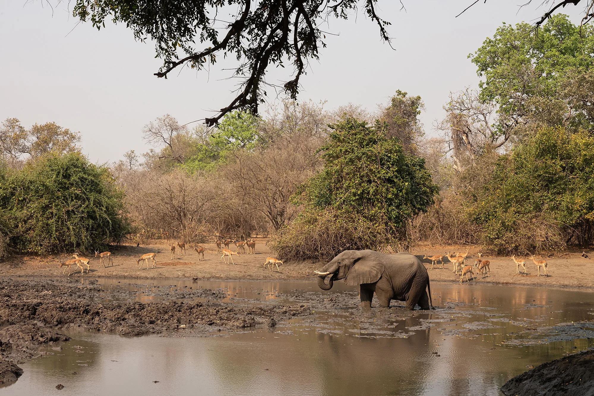 Mana Pools, Zimbabwe.