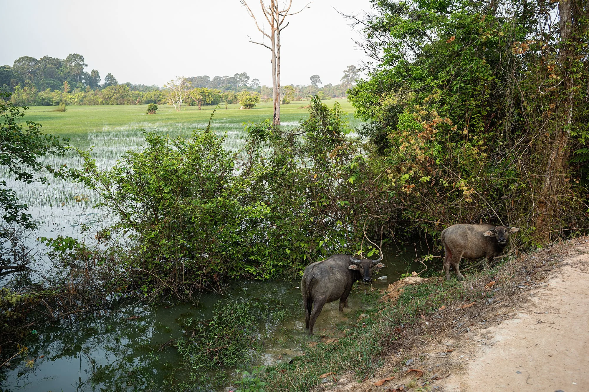 Water buffalo near Preah Khan. Angkor, Cambodia.