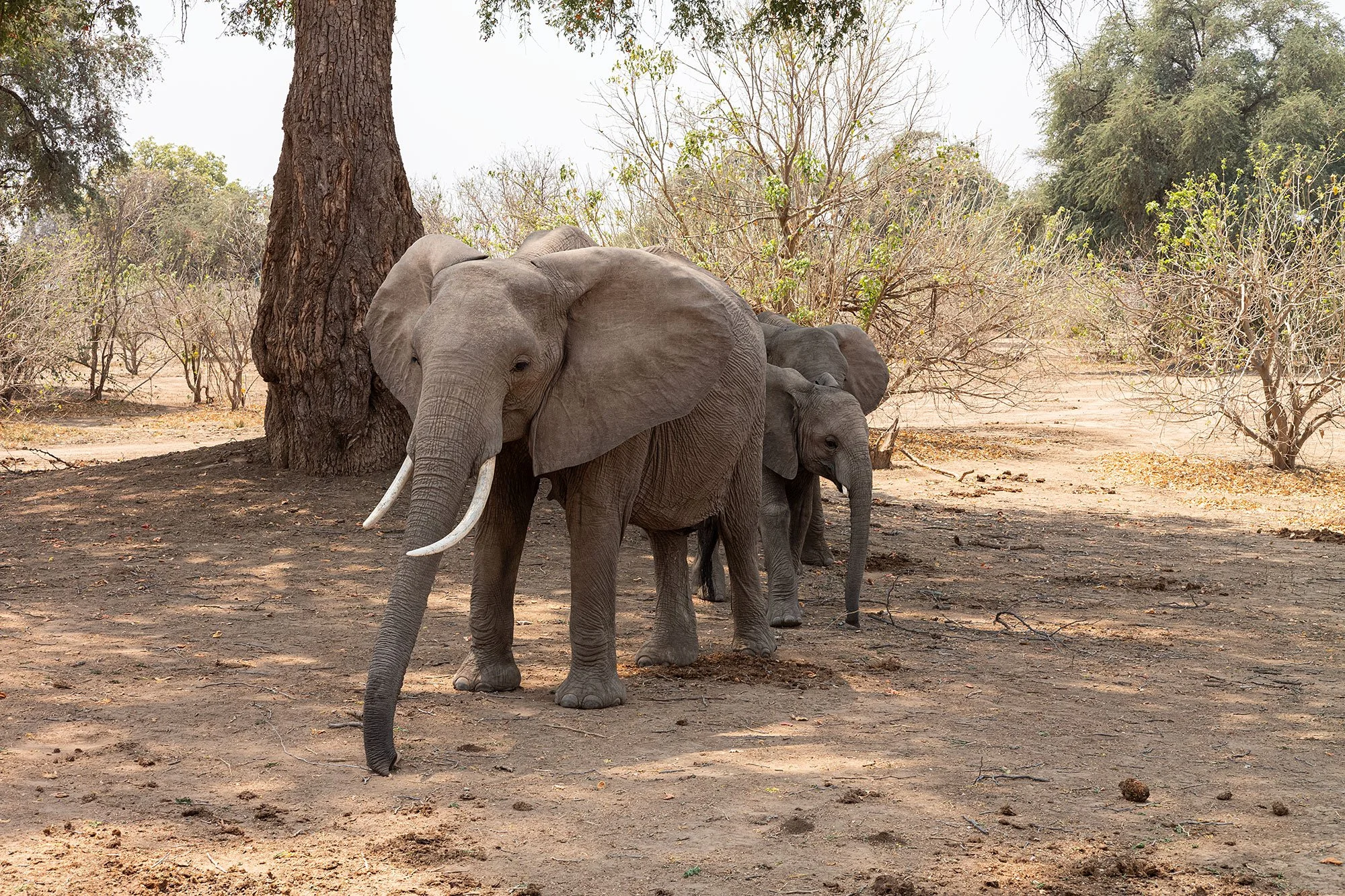 Elephants. Mana Pools, Zimbabwe.