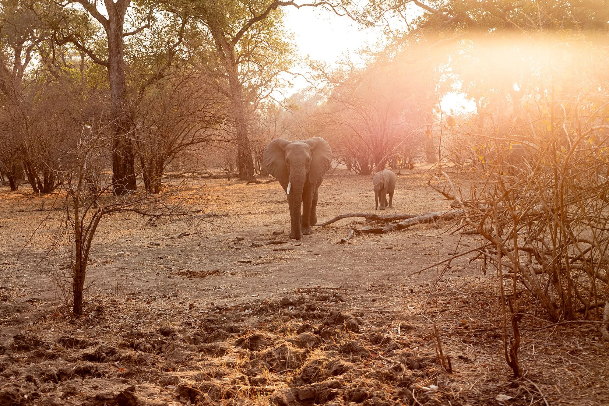 Mana Pools, Zimbabwe.