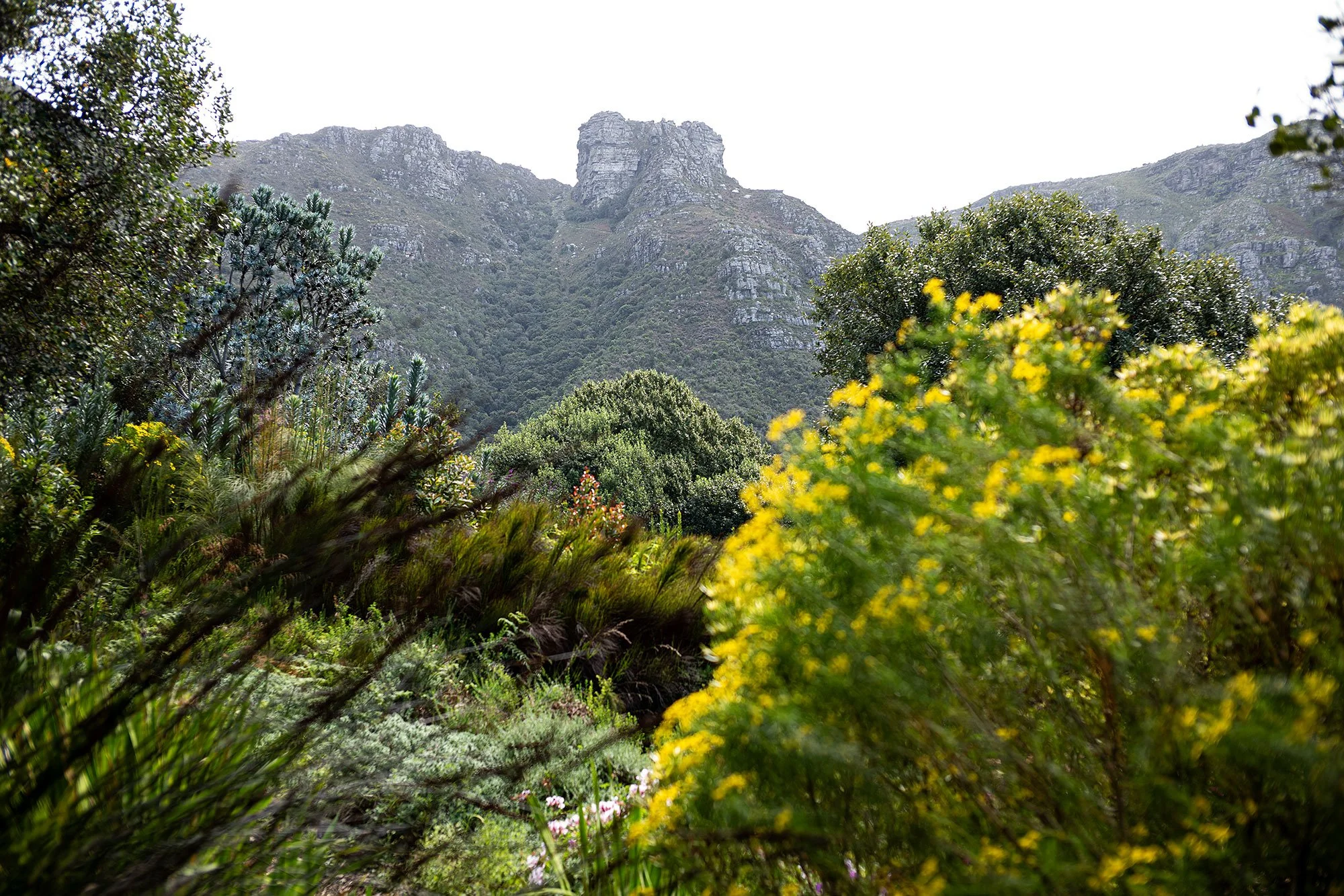 Kirstenbosch National Botanical Garden. Cape Town, South Africa.