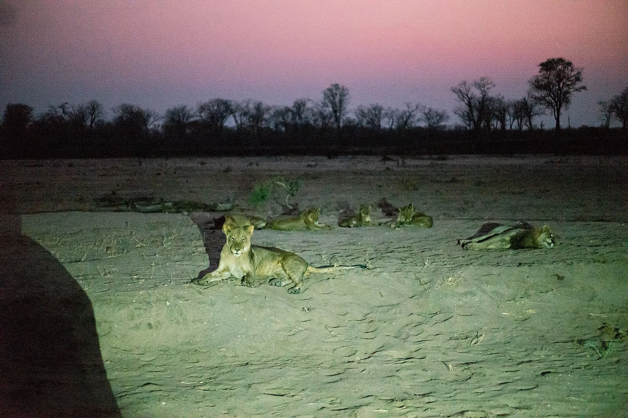 Lions. Mana Pools, Zimbabwe.
