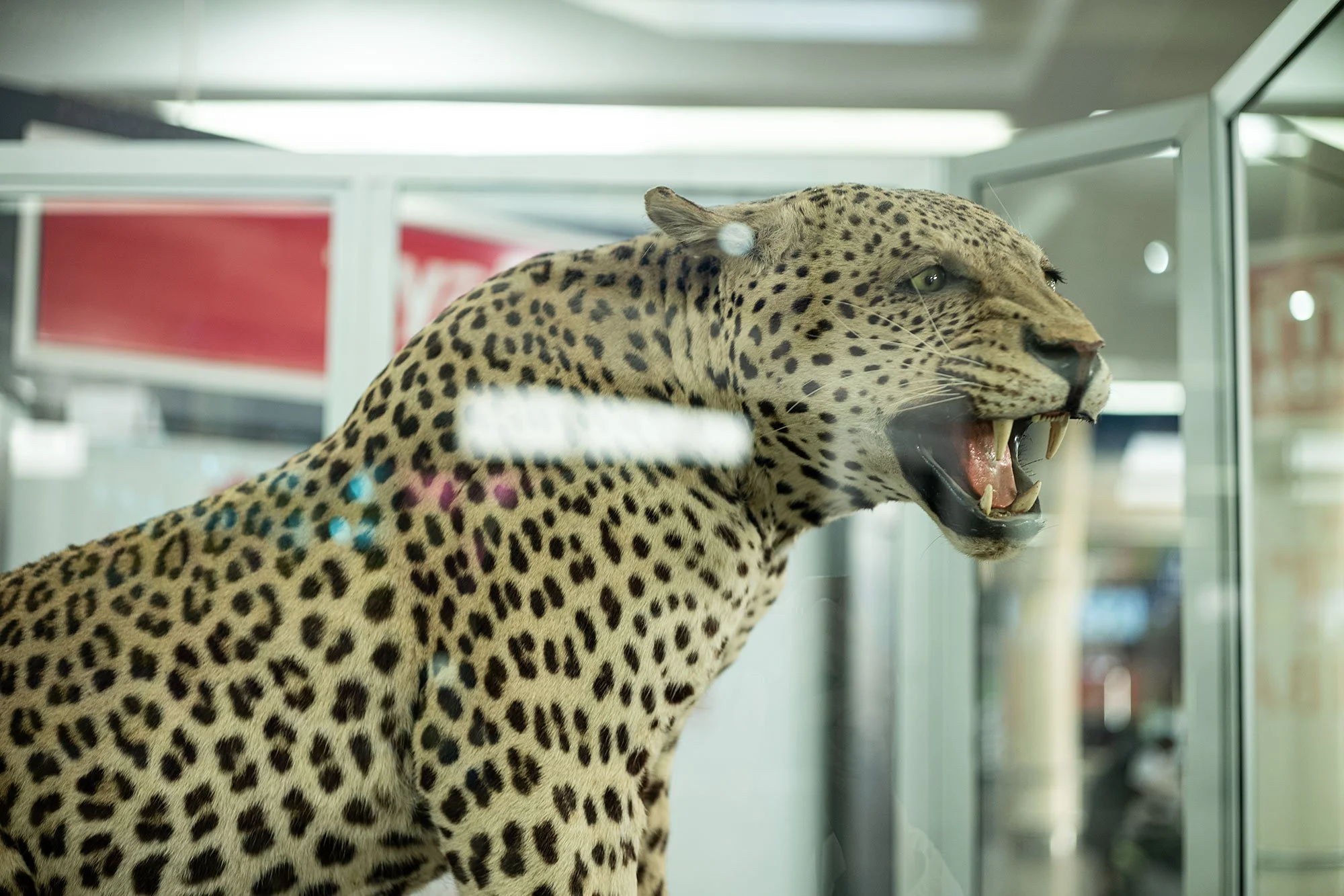 A stuffed leopard at Robert Gabriel Mugabe International Airport. Harare, Zimbabwe.