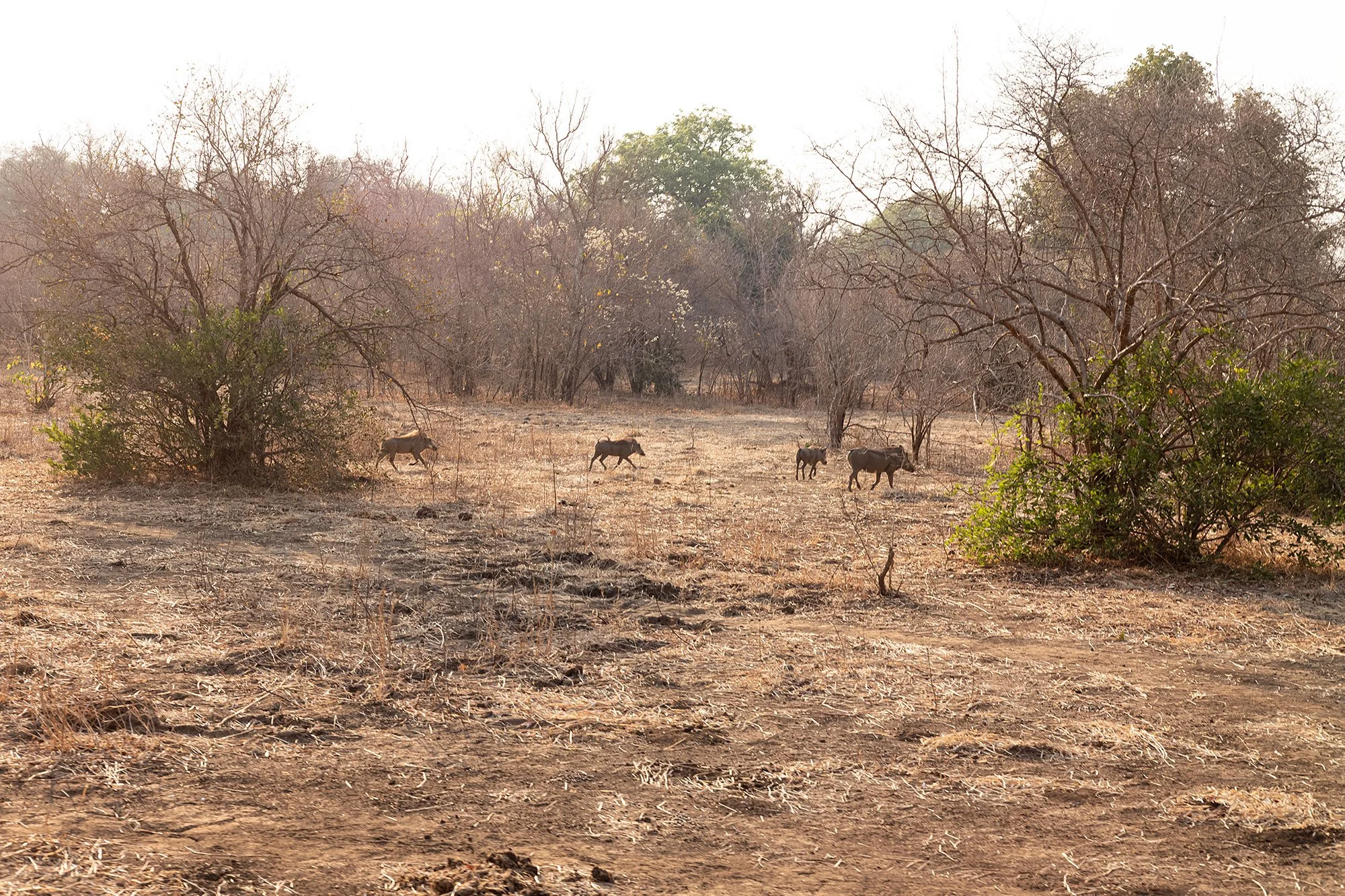 Mana Pools, Zimbabawe.