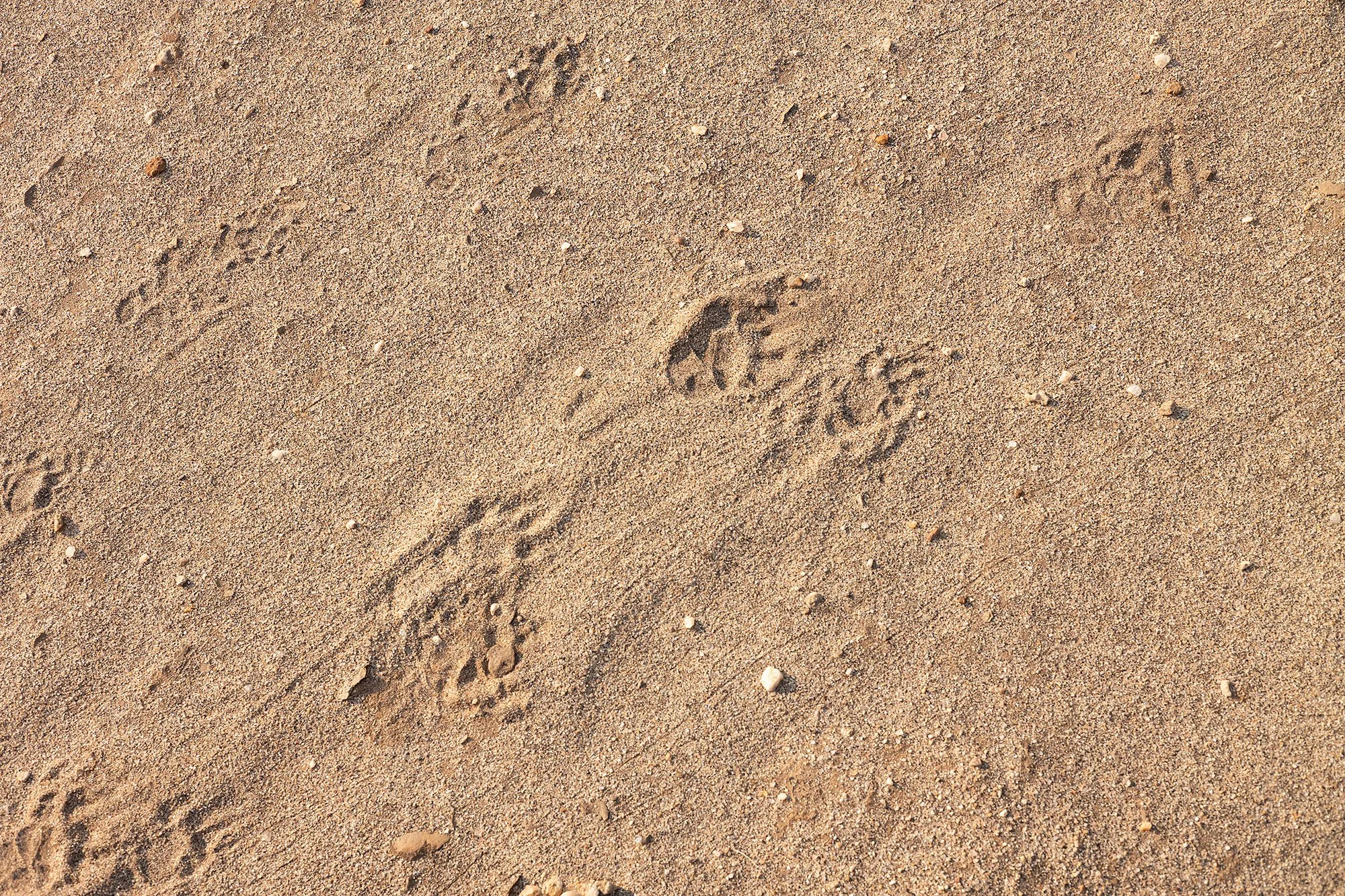 Mana Pools, Zimbabawe.
