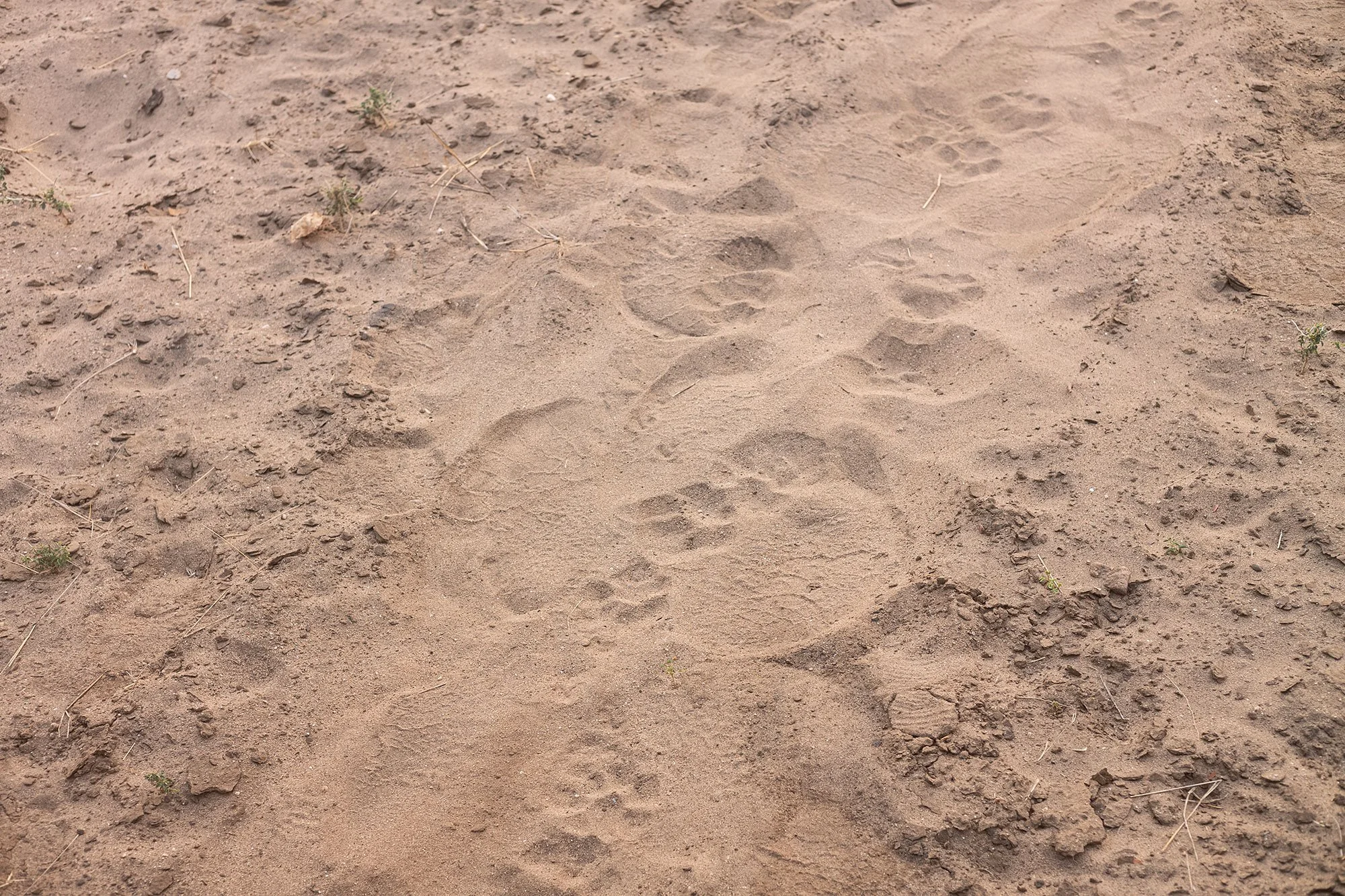 Mana Pools, Zimbabwe.