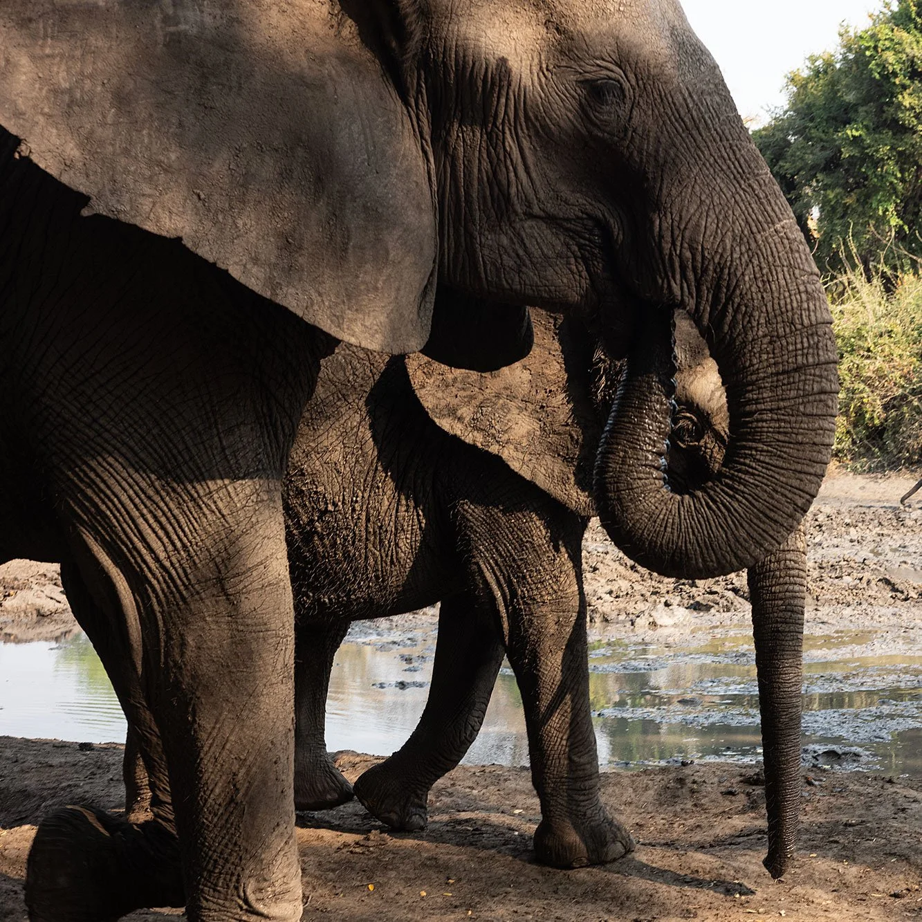 Elephants at Kanga Camp. Mana Pools, Zimbabwe.