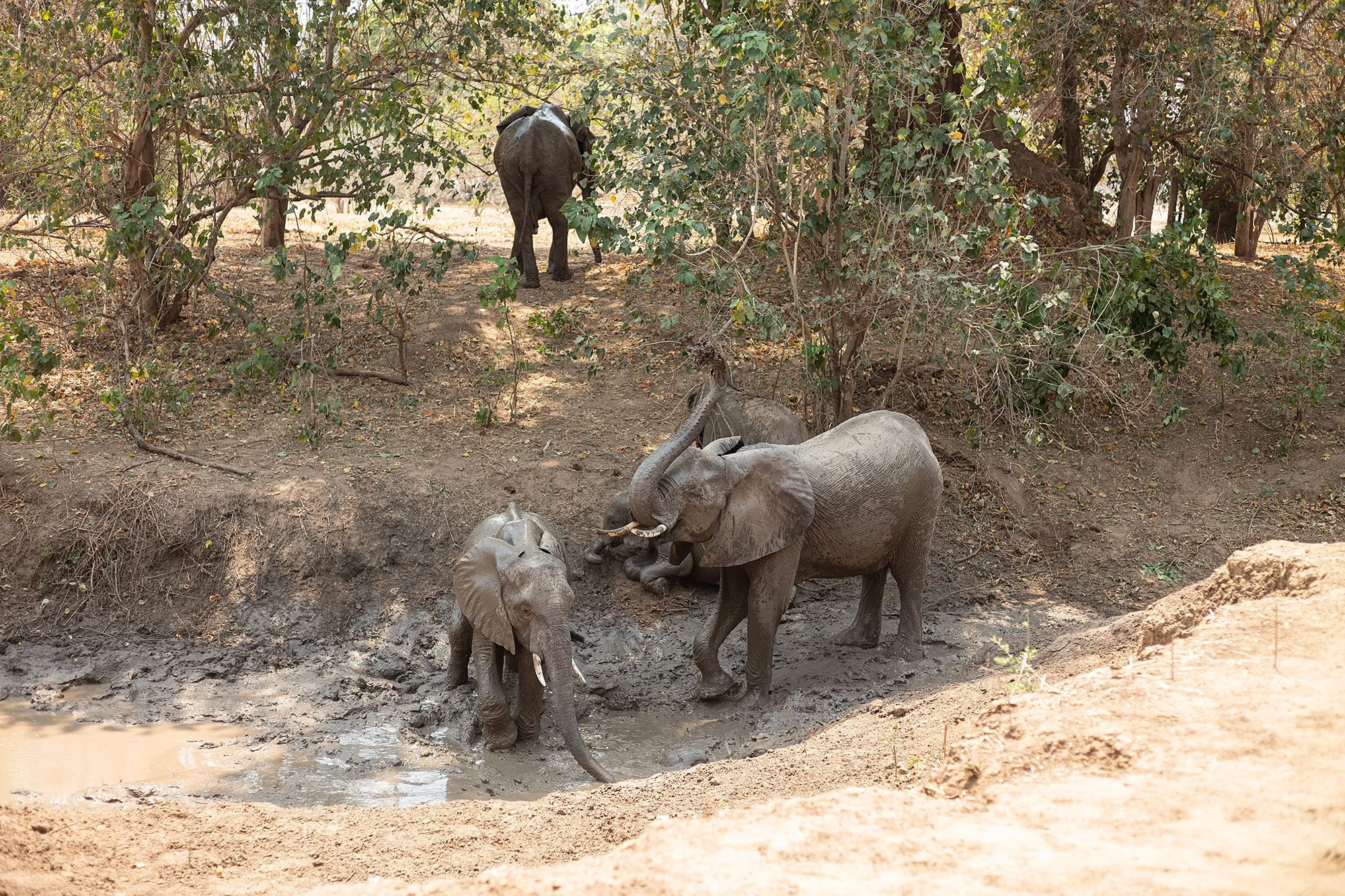 Elephants. Mana Pools, Zimbabwe.