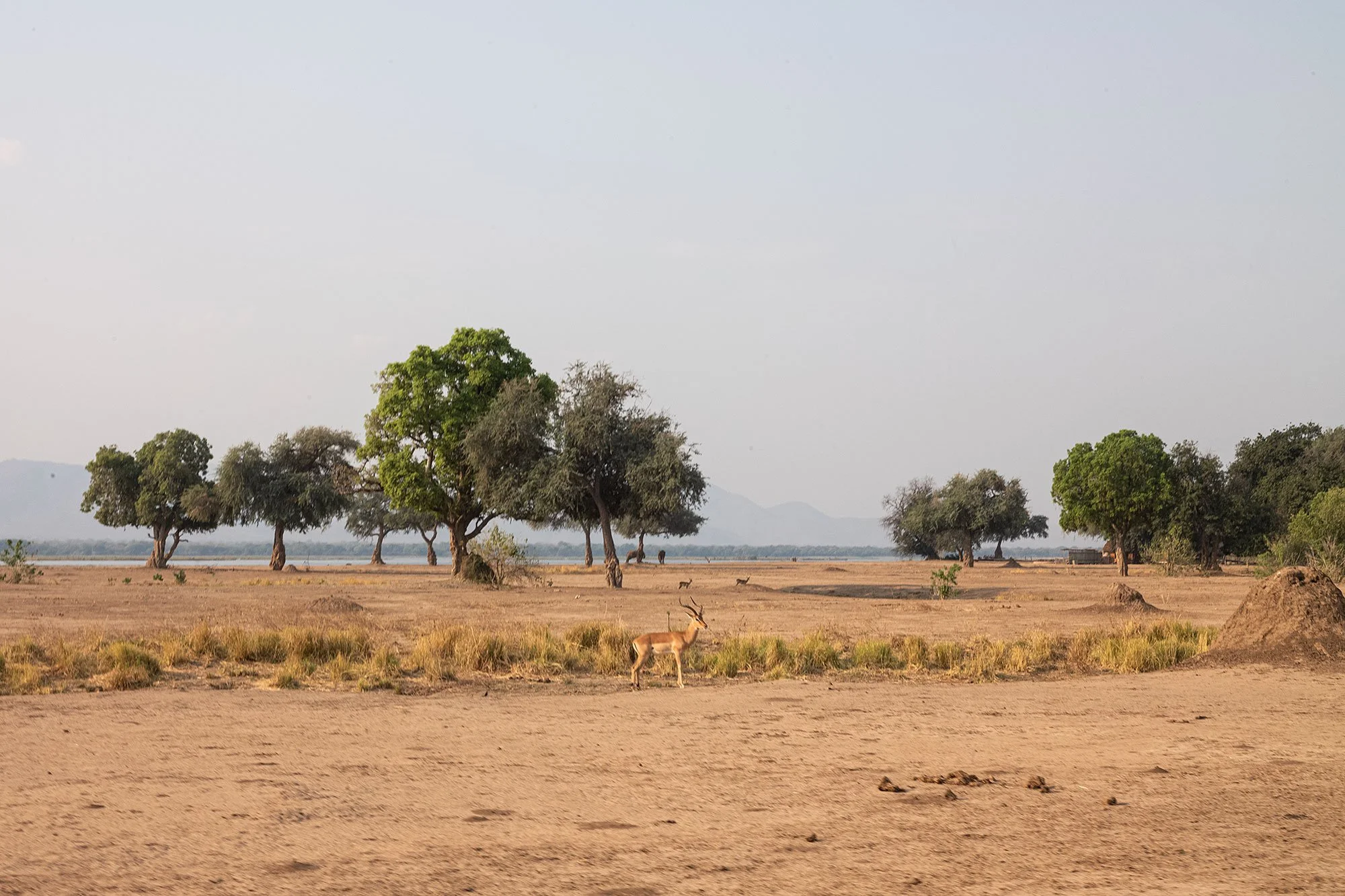 Hippos. Mana Pools, Zimbabwe.