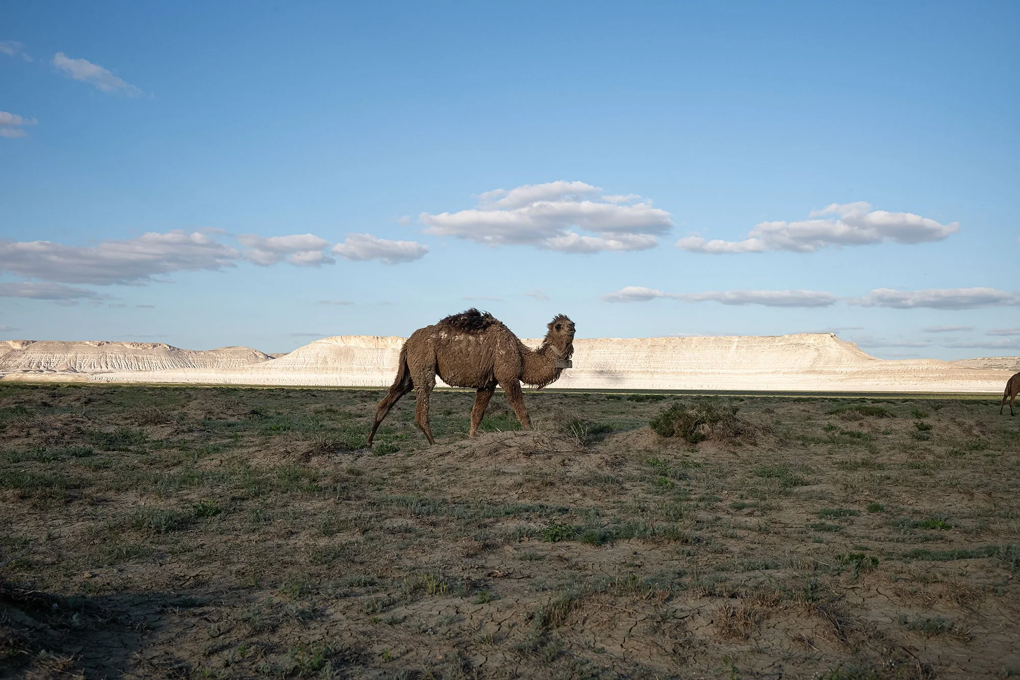Airakty-Shomanai Mountains. Mangystau, Kazakhstan.