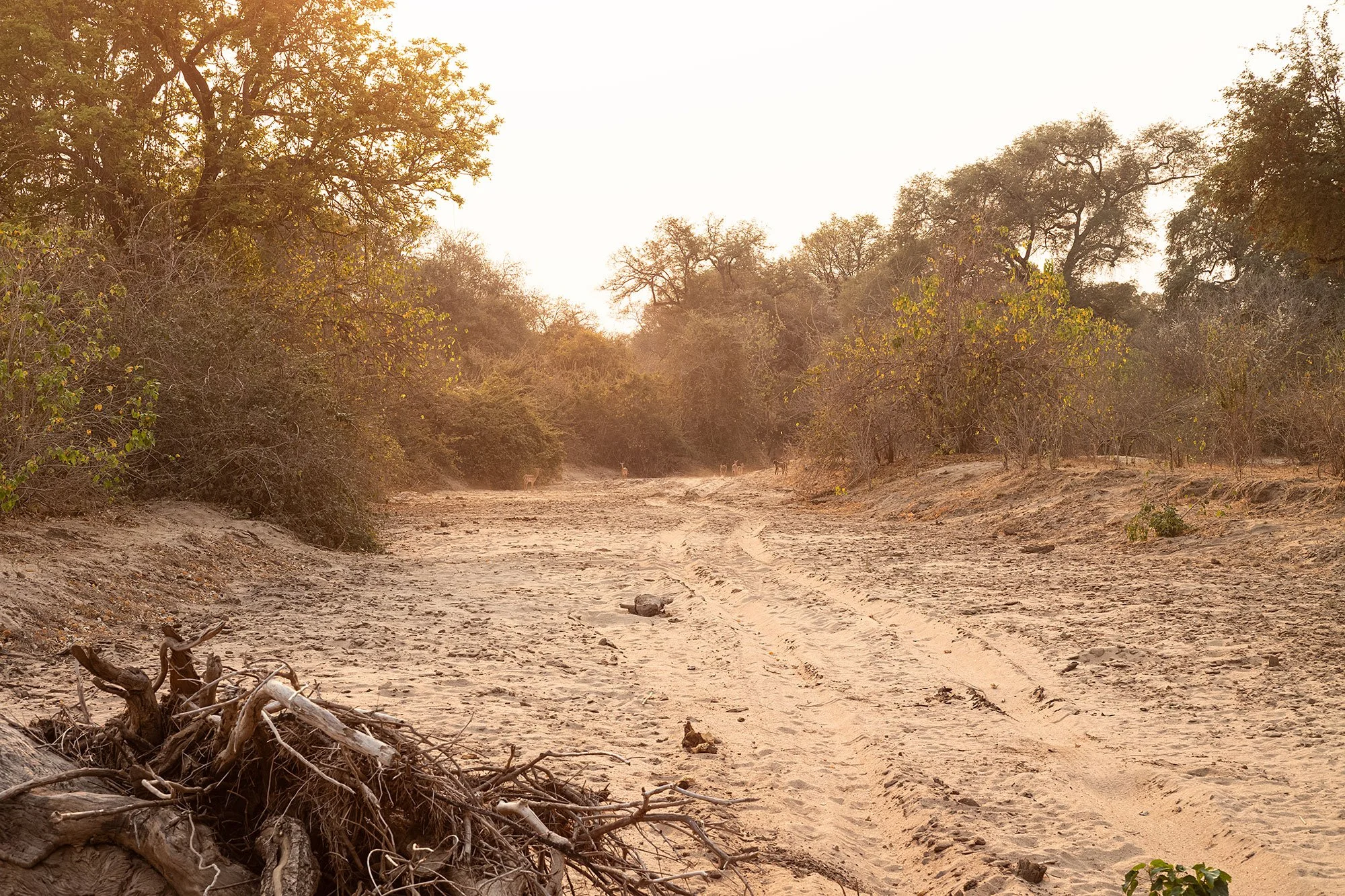 Mana Pools, Zimbabwe.
