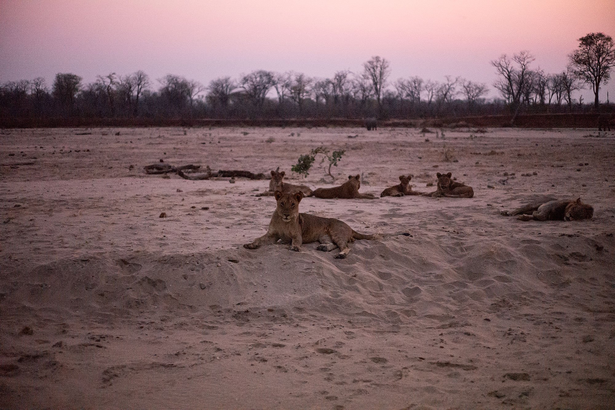Lions. Mana Pools, Zimbabwe.