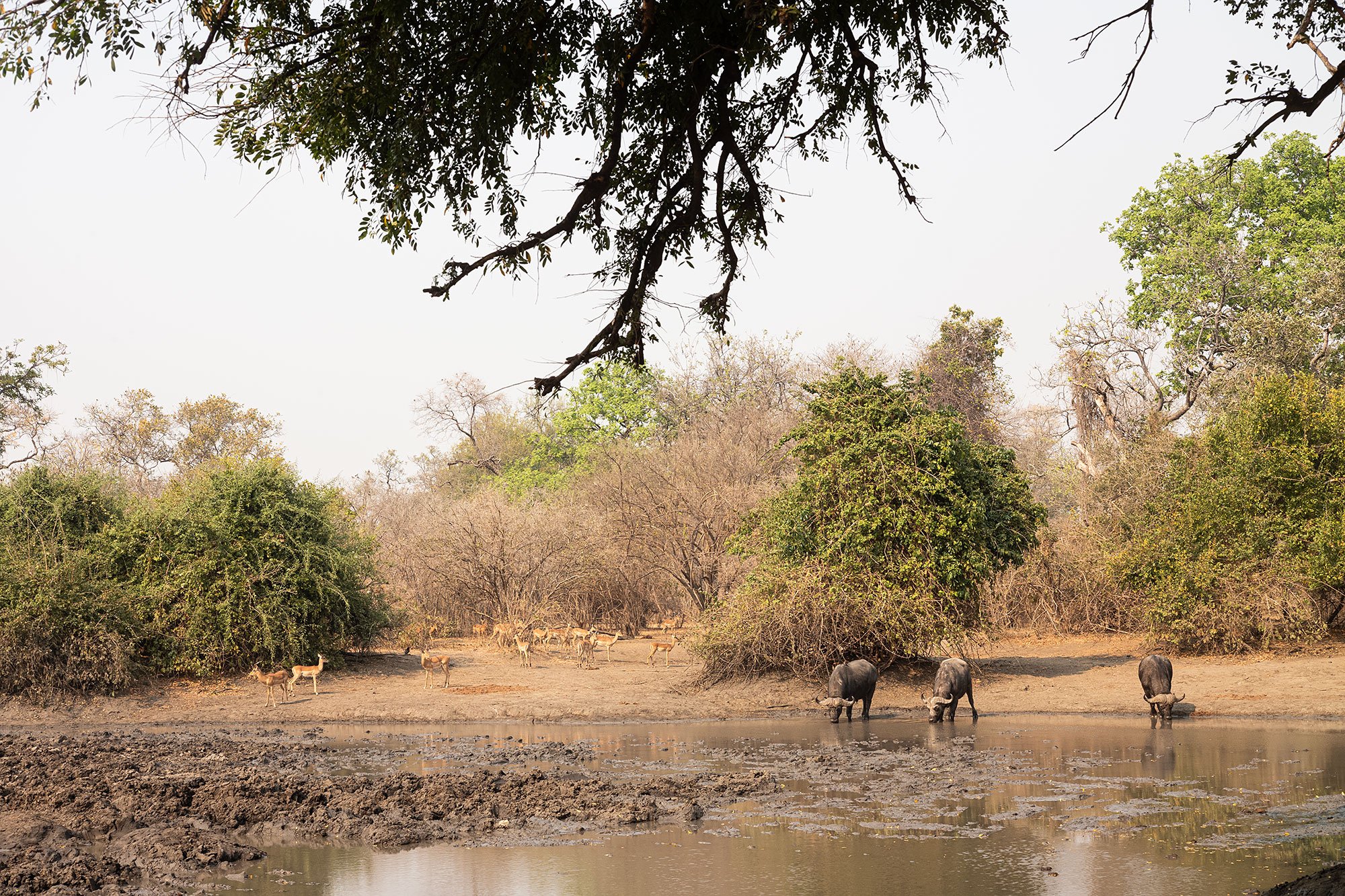 Mana Pools, Zimbabwe.
