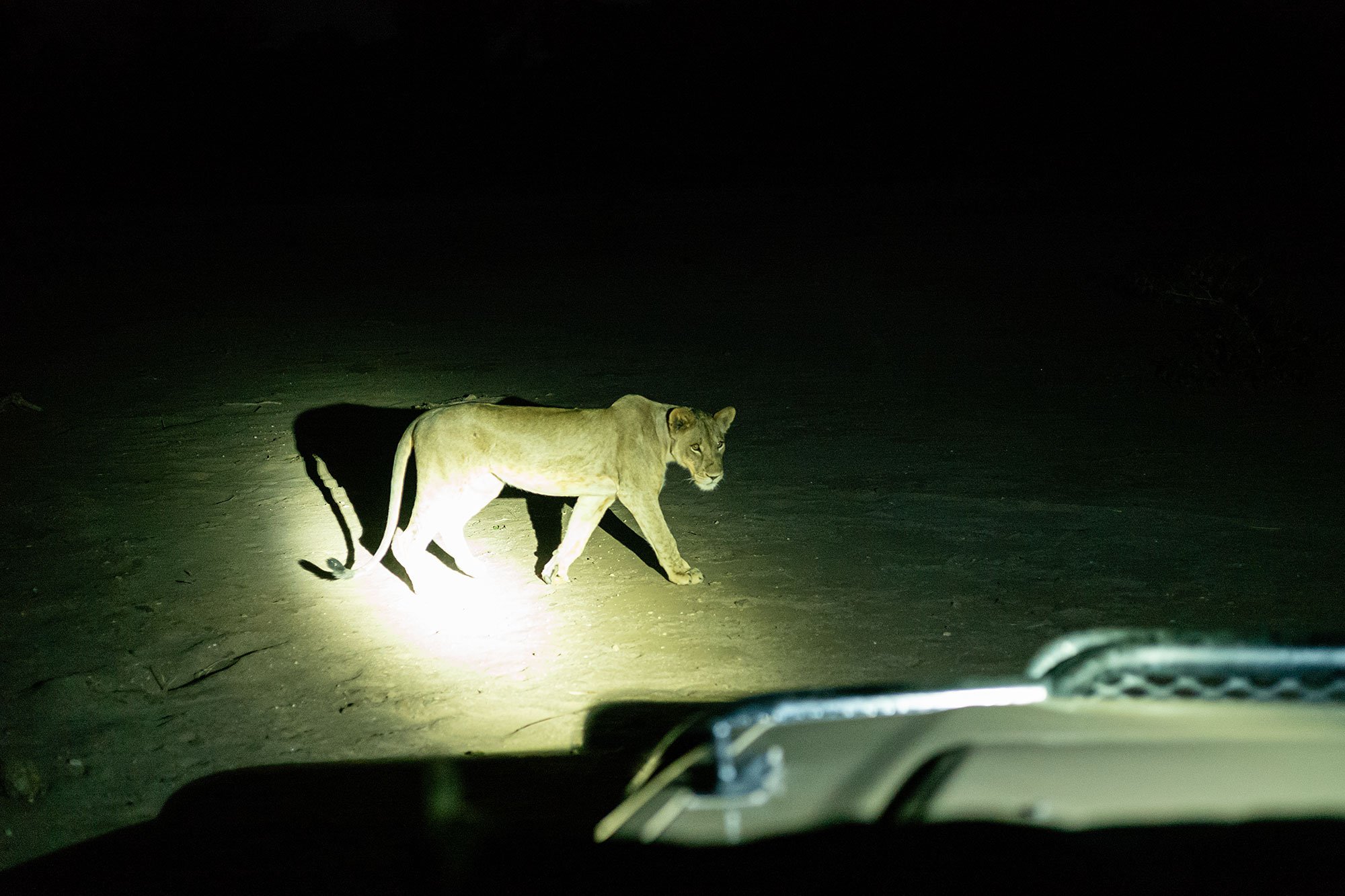 Lions. Mana Pools, Zimbabwe.