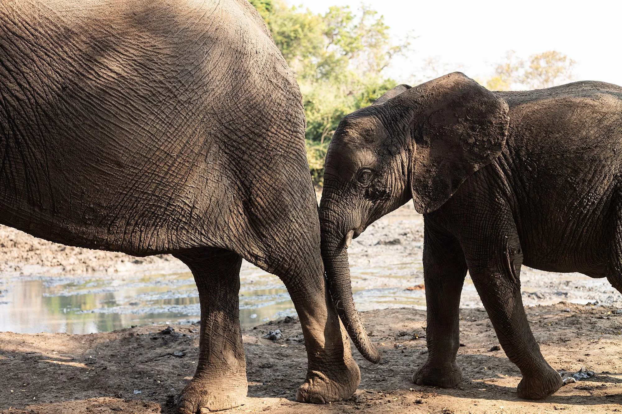 Elephants at Kanga Camp. Mana Pools, Zimbabwe.