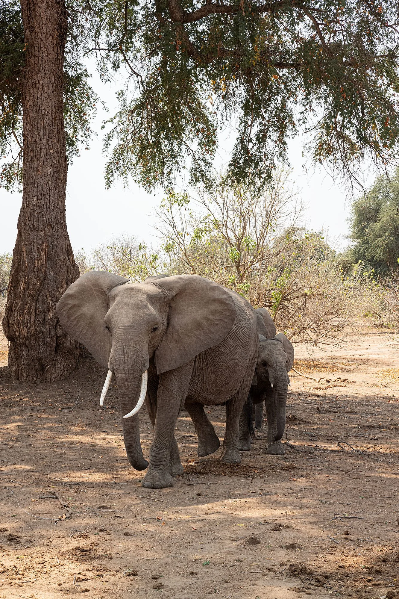 Elephants. Mana Pools, Zimbabwe.