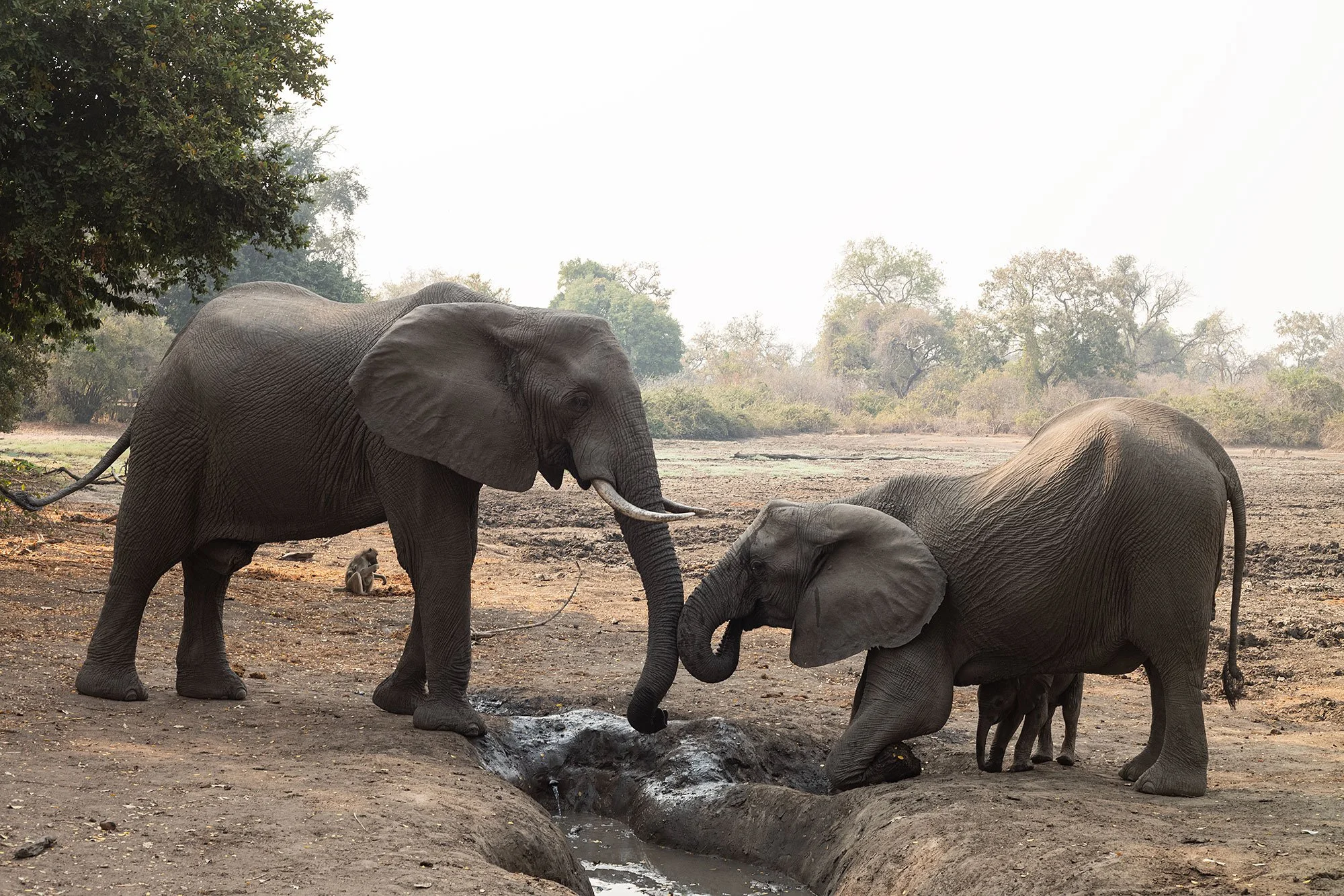 Mana Pools, Zimbabwe.