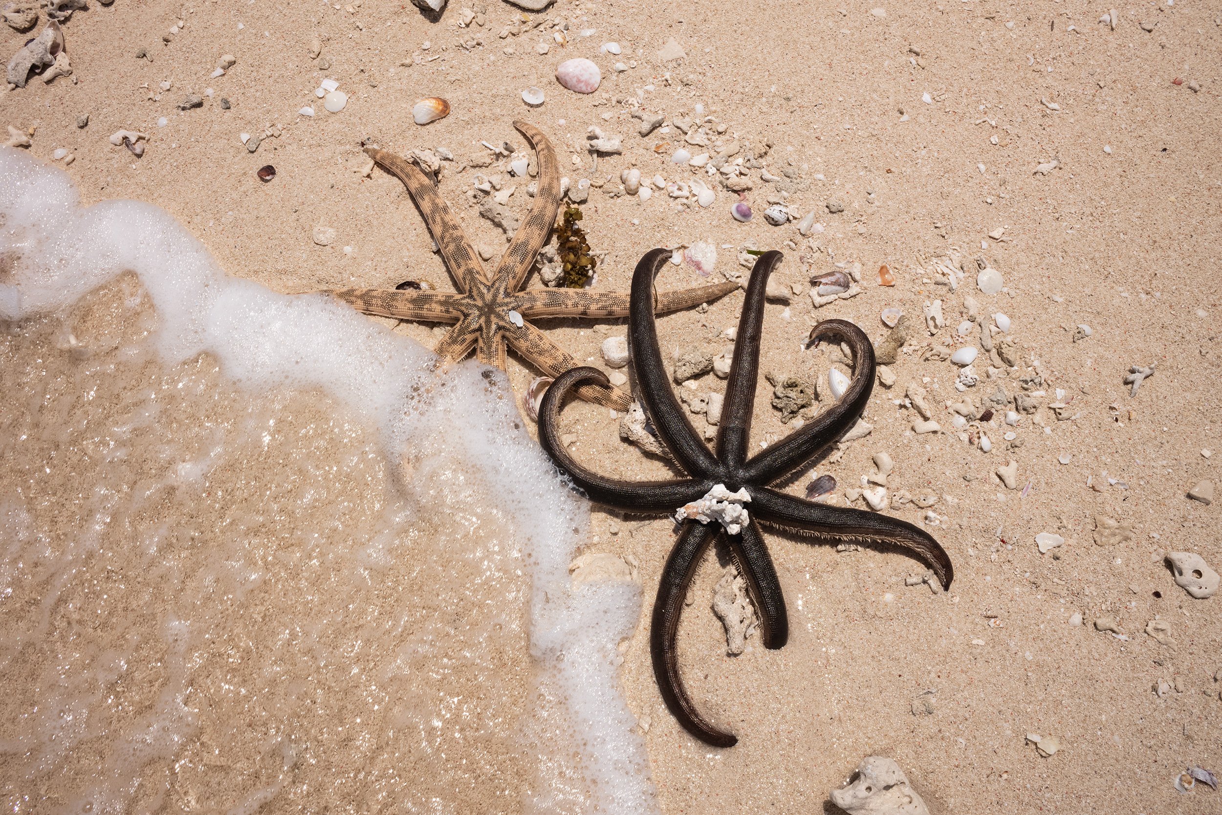 L1002637-zanzibar.jpg