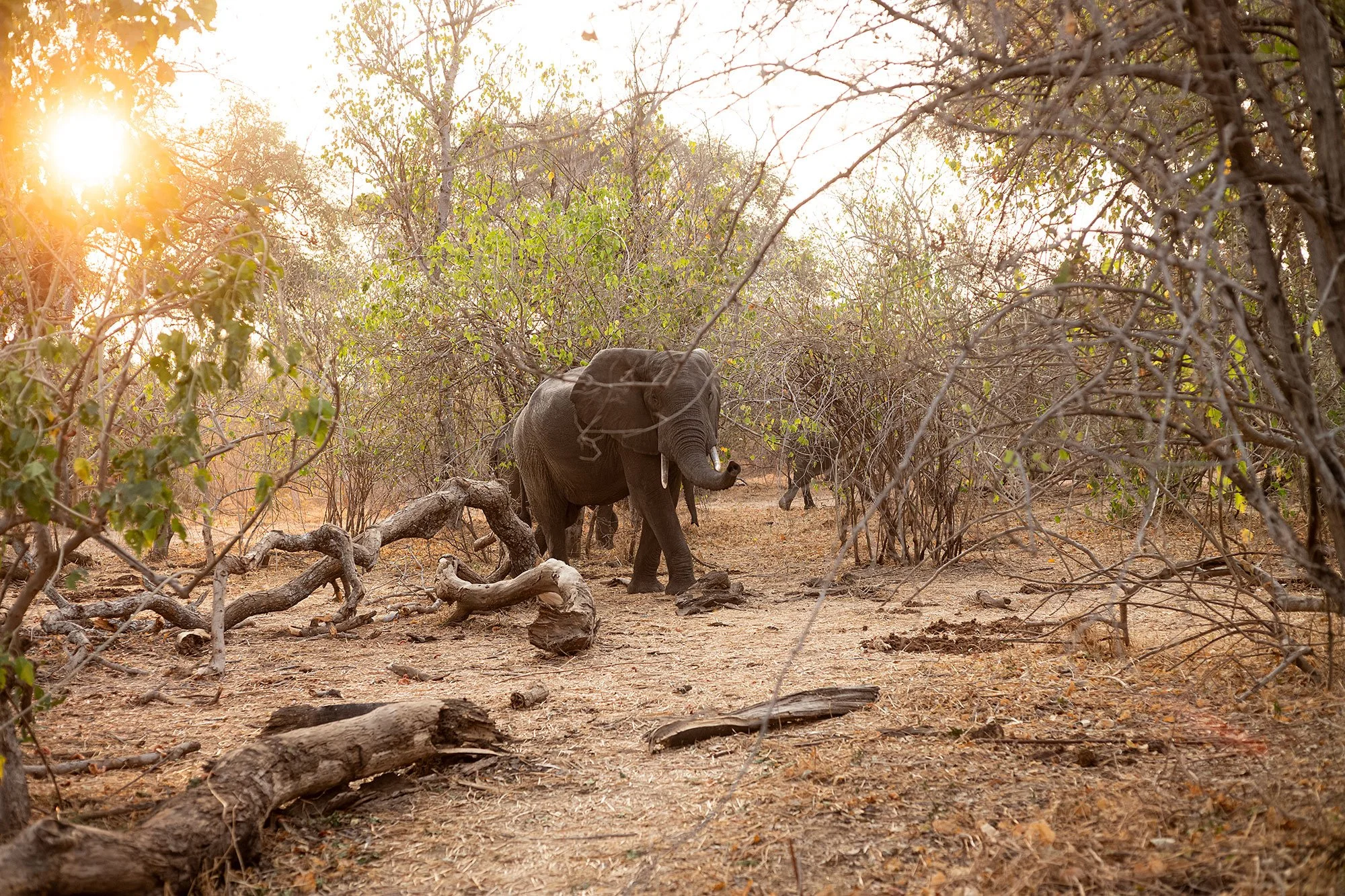 Mana Pools, Zimbabwe.
