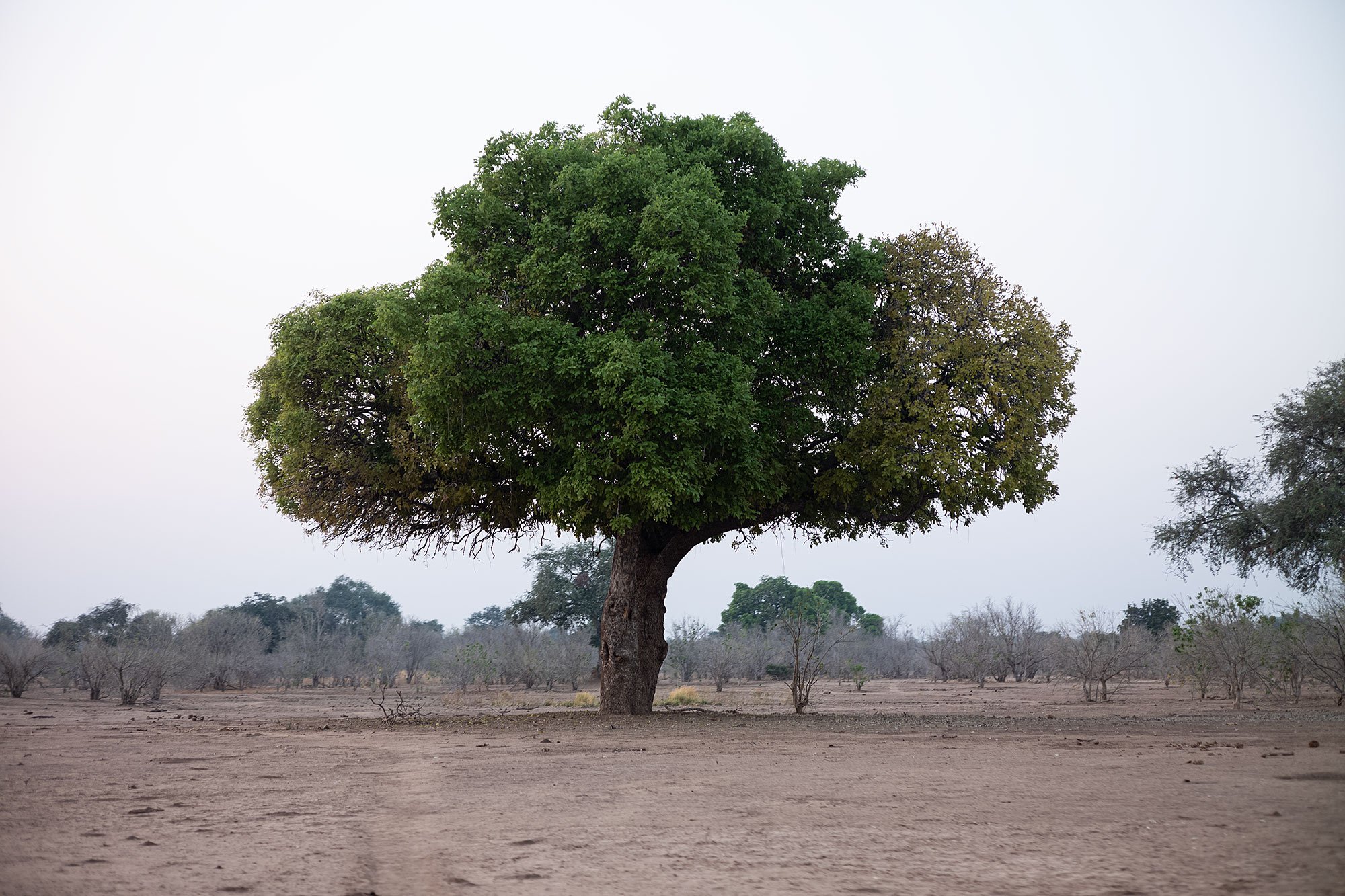 Mana Pools, Zimbabwe.