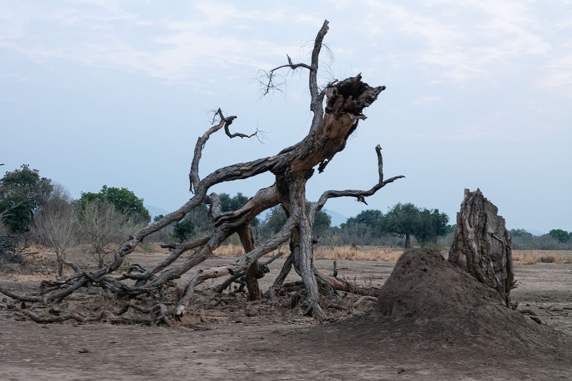 Mana Pools, Zimbabwe.