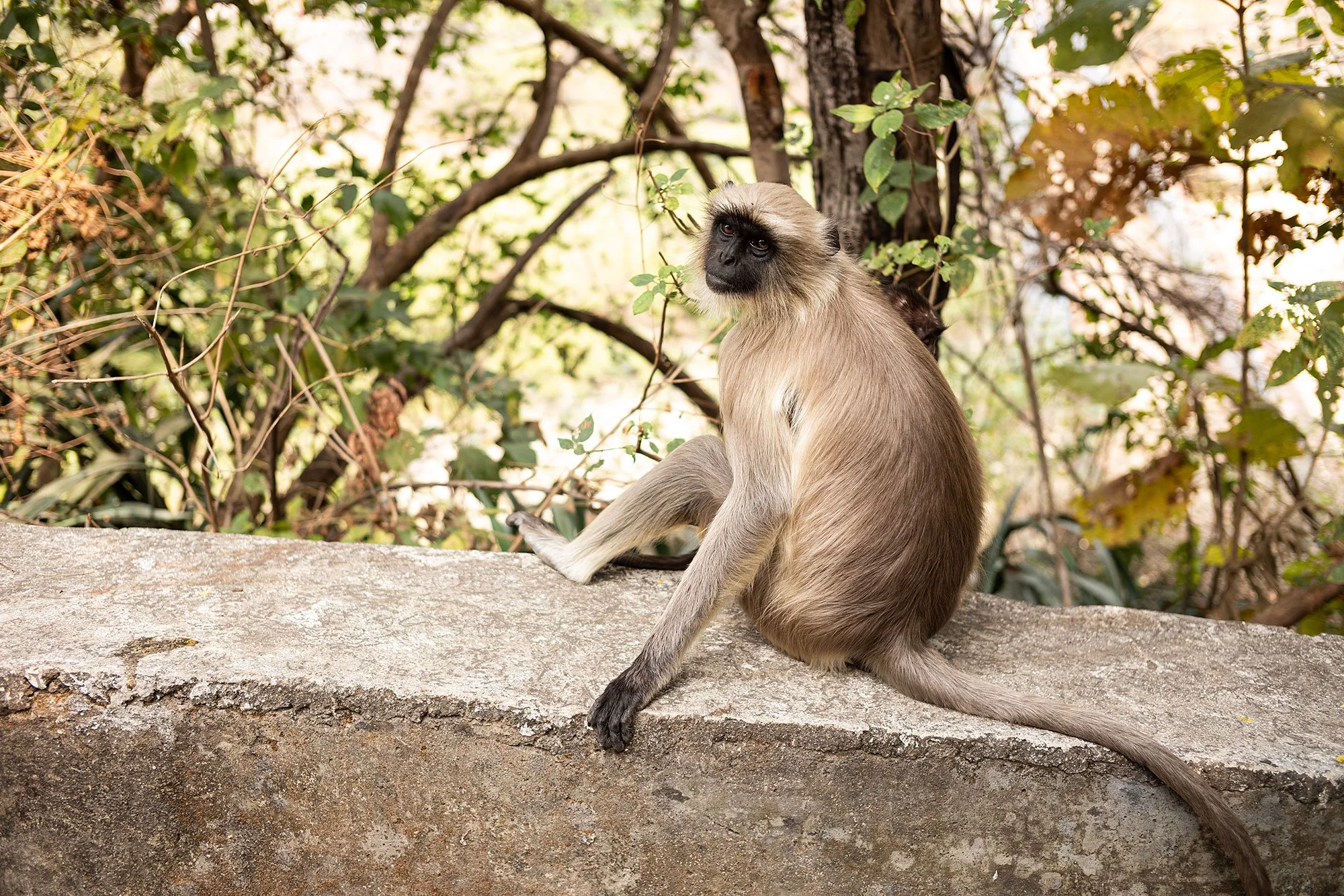 The Ajanta Caves, India.