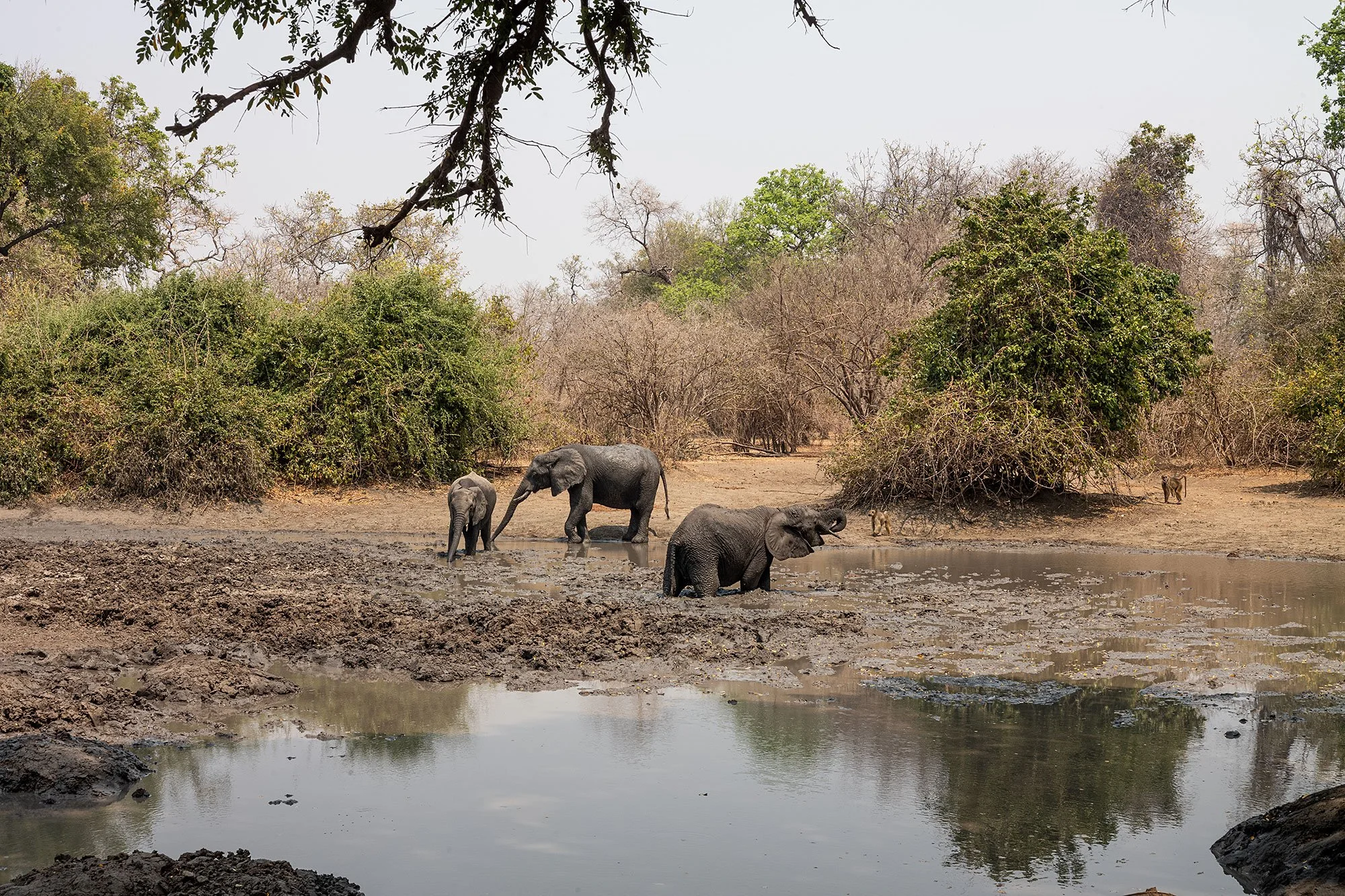Mana Pools, Zimbabwe.