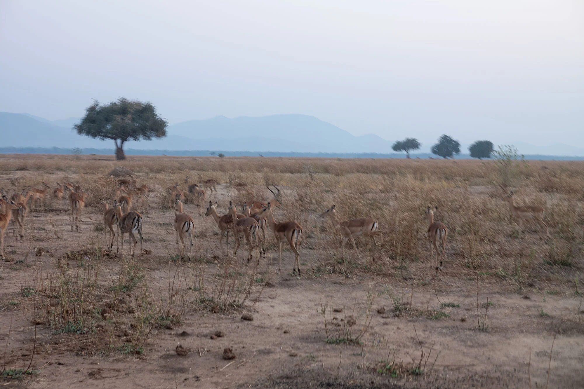 Mana Pools, Zimbabwe.