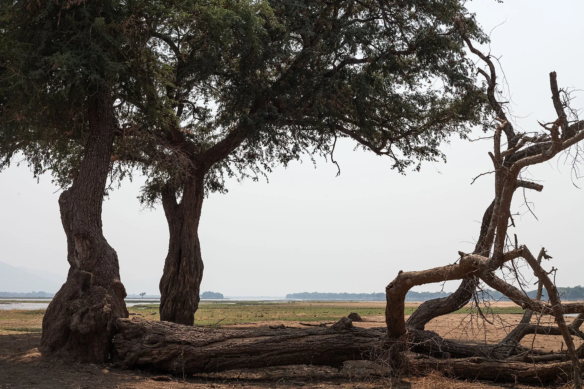 Mana Pools, Zimbabwe.