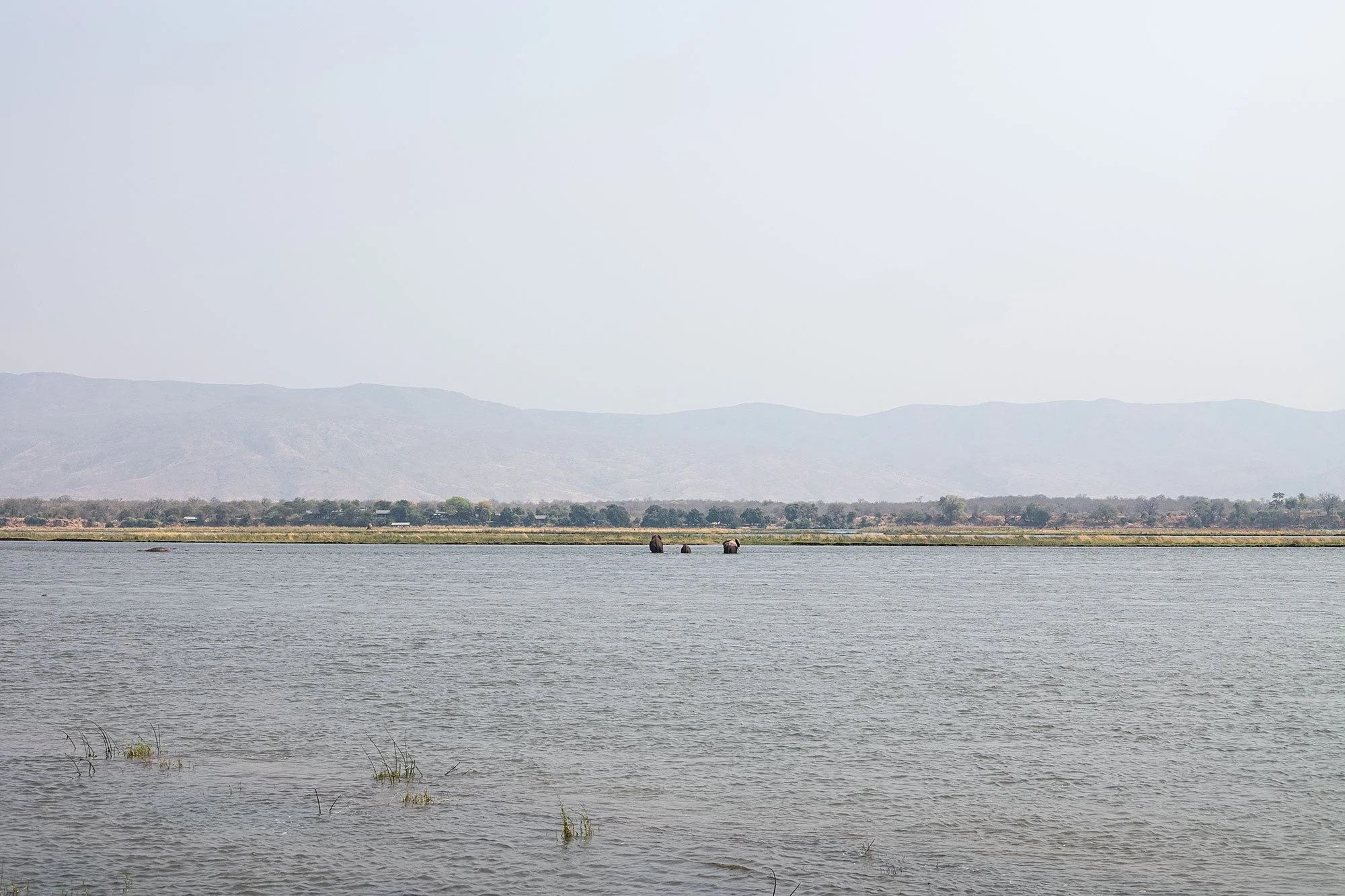 Elephants. Mana Pools, Zimbabwe.