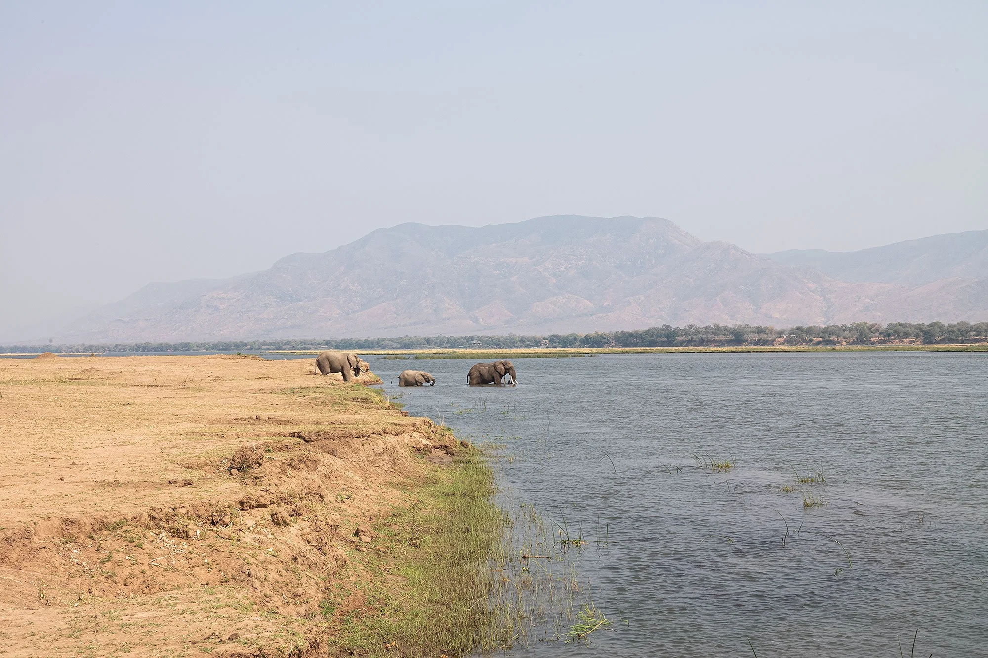 Elephants. Mana Pools, Zimbabwe.