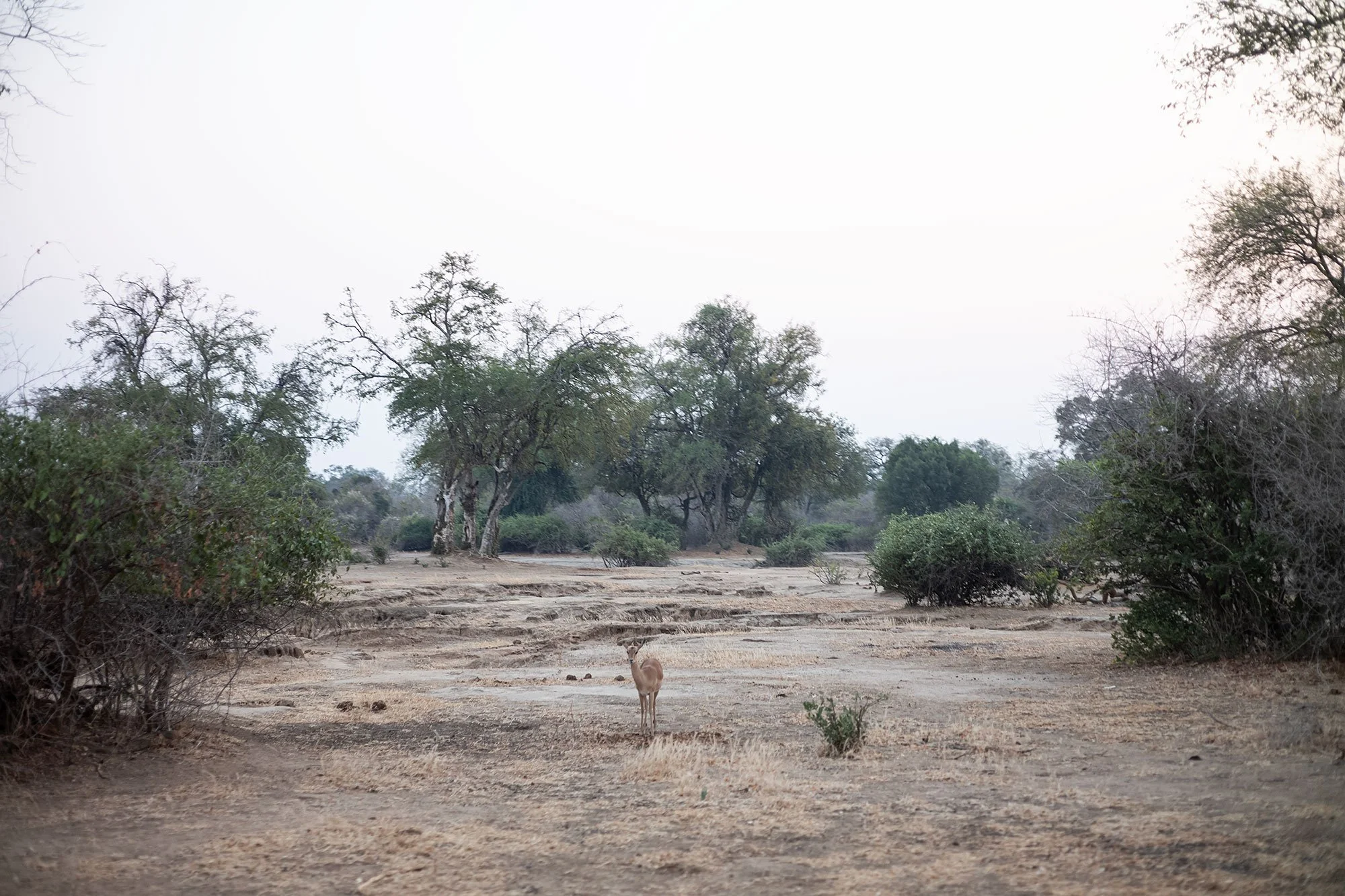 Mana Pools morning, Zimbabwe.