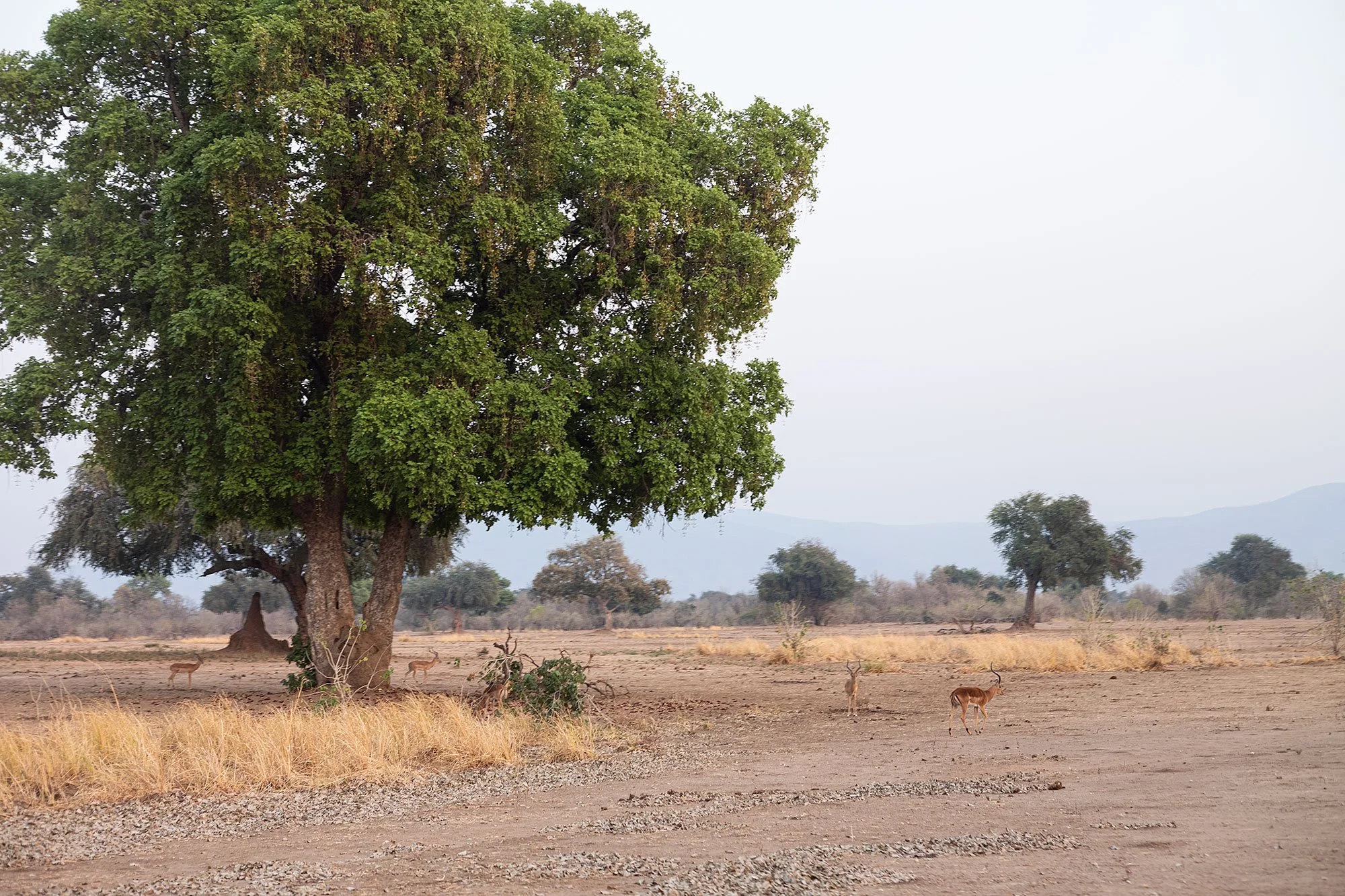 Mana Pools, Zimbabwe.
