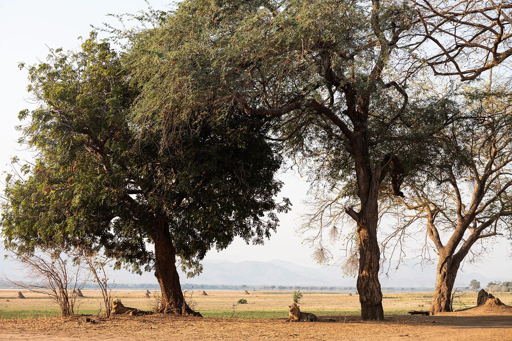 Lions. Mana Pools, Zimbabwe.