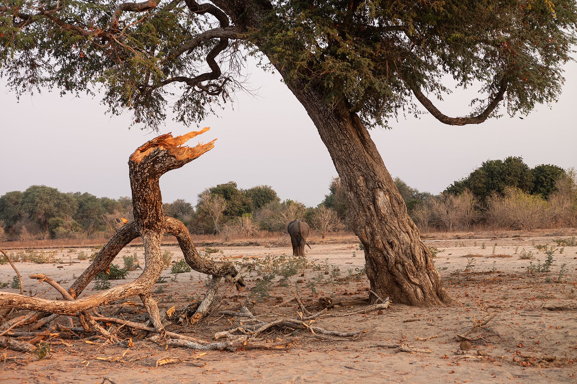 Mana Pools, Zimbabwe.